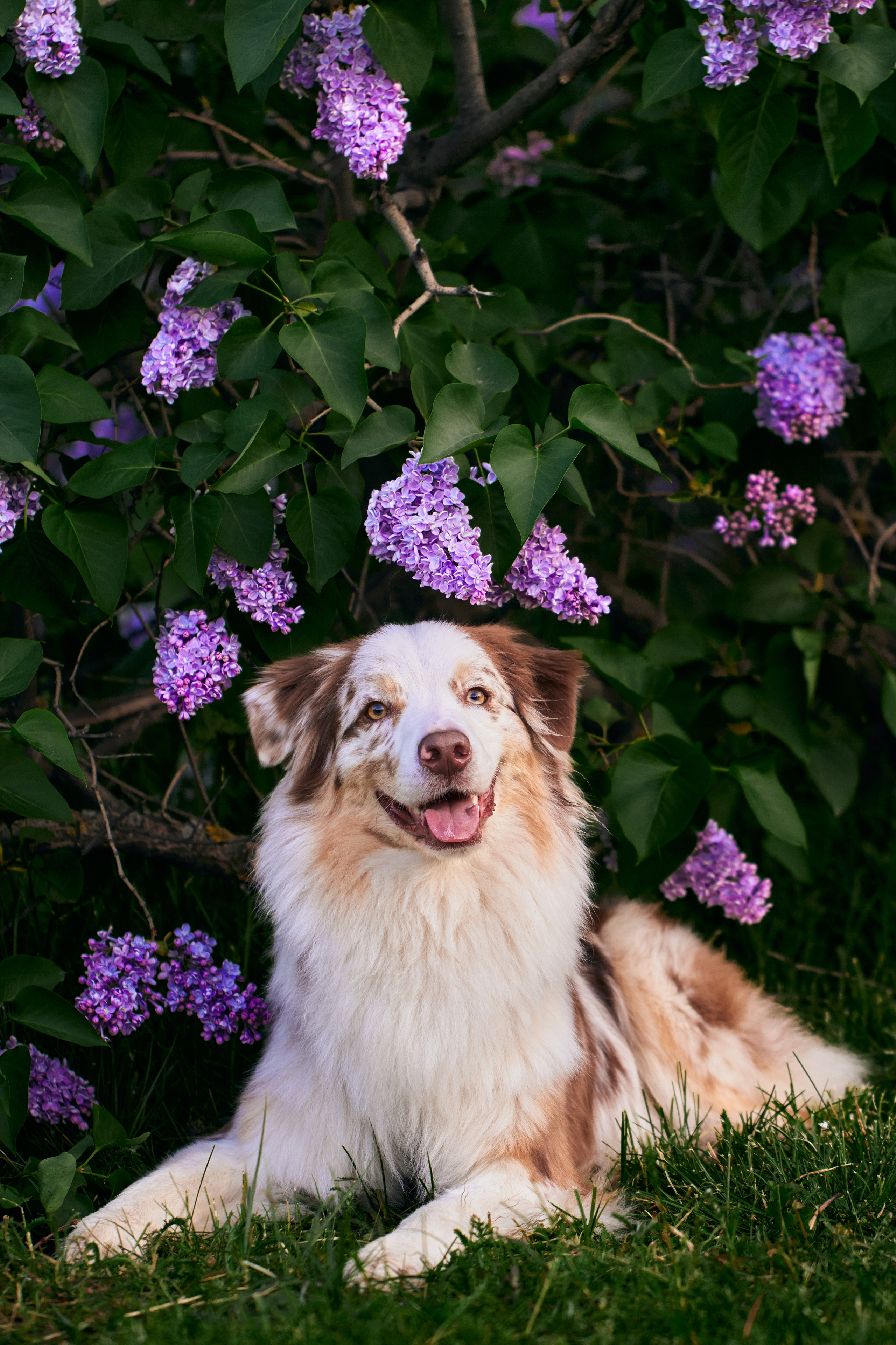 Фотосессия собаки с хозяйкой. Профессиональный фотограф в Москве — Максим Дьяконов