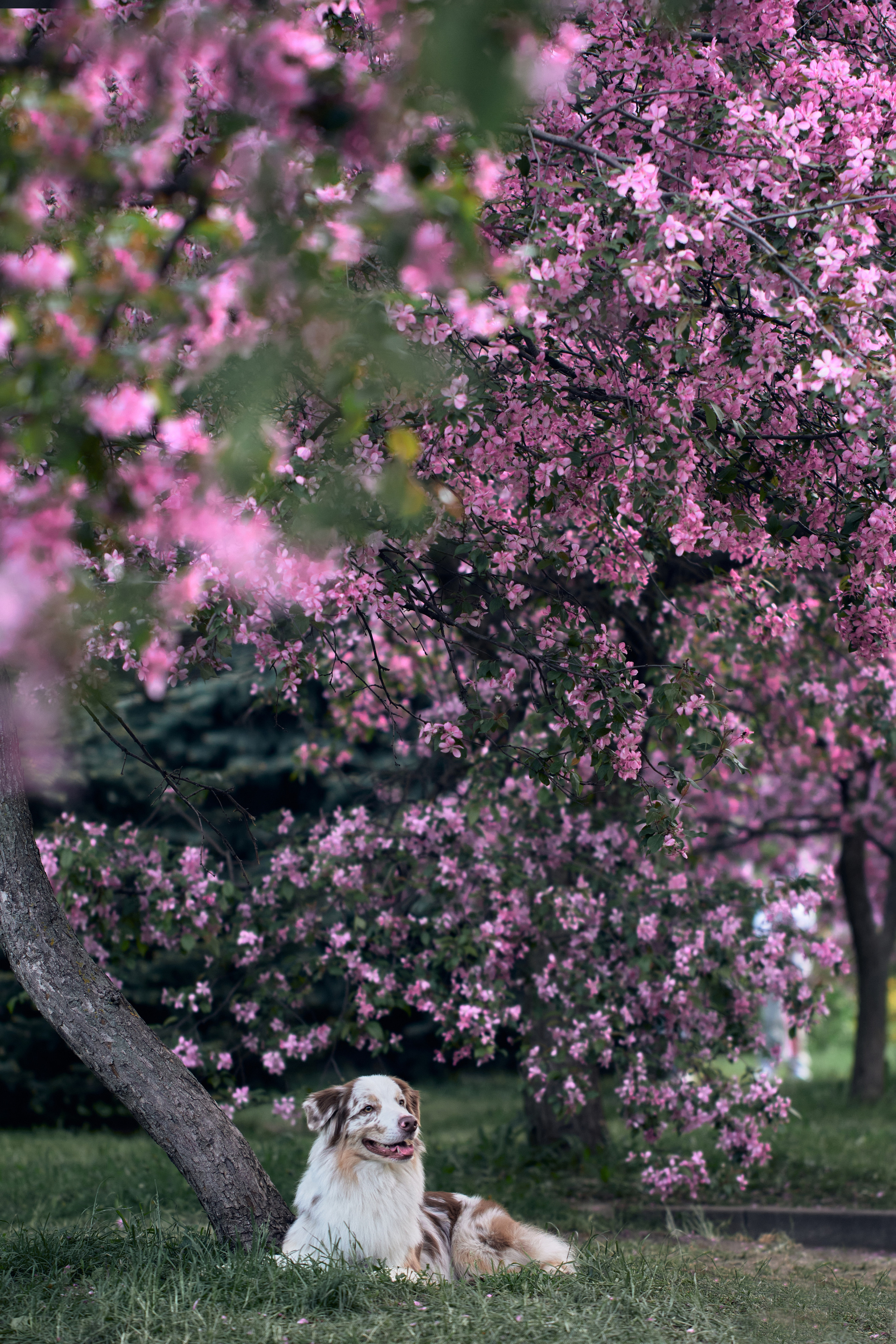 Фотосессия собаки с хозяйкой. Профессиональный фотограф в Москве — Максим Дьяконов