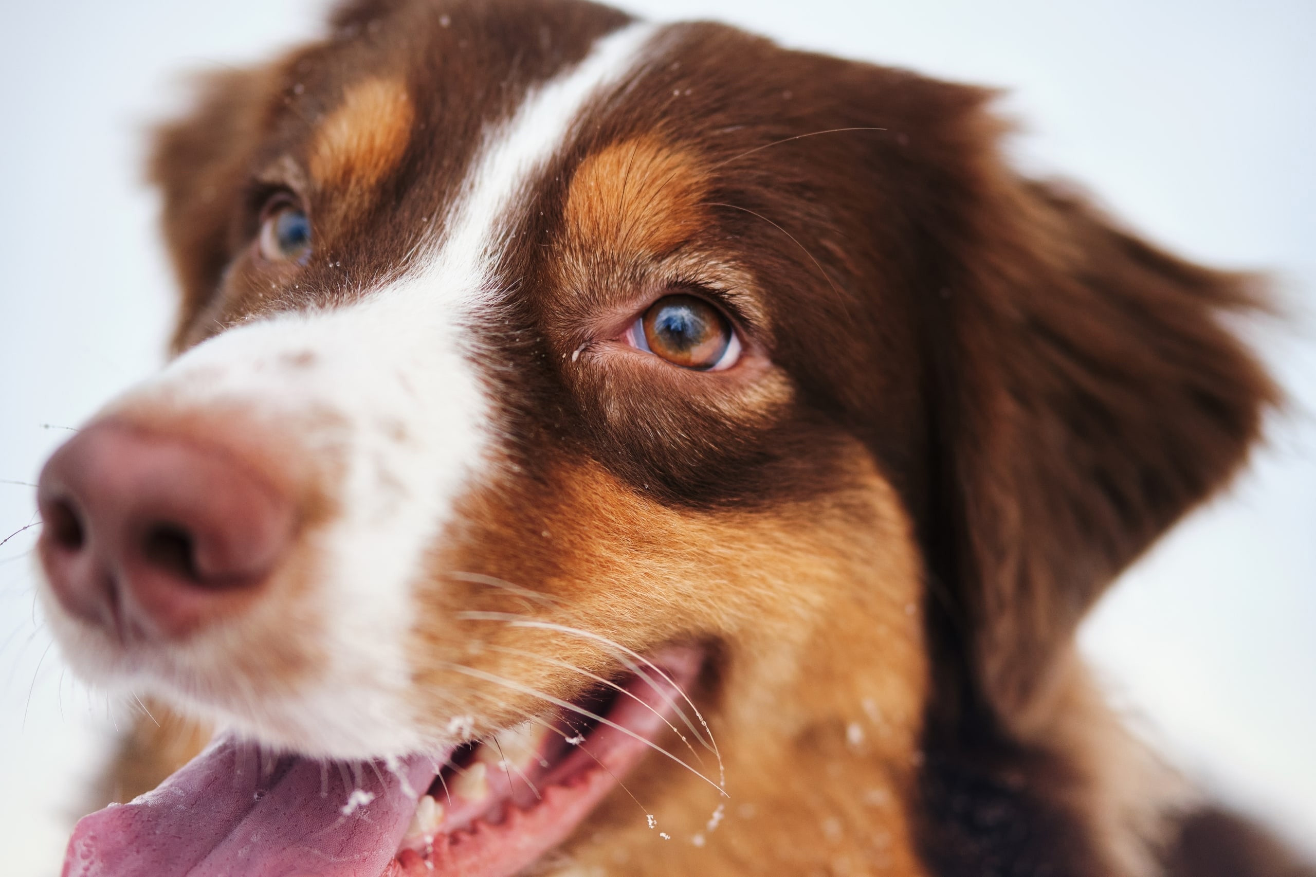 Фотограф животных в Москве и московской области. Профессиональный фотограф в Москве — Максим Дьяконов
