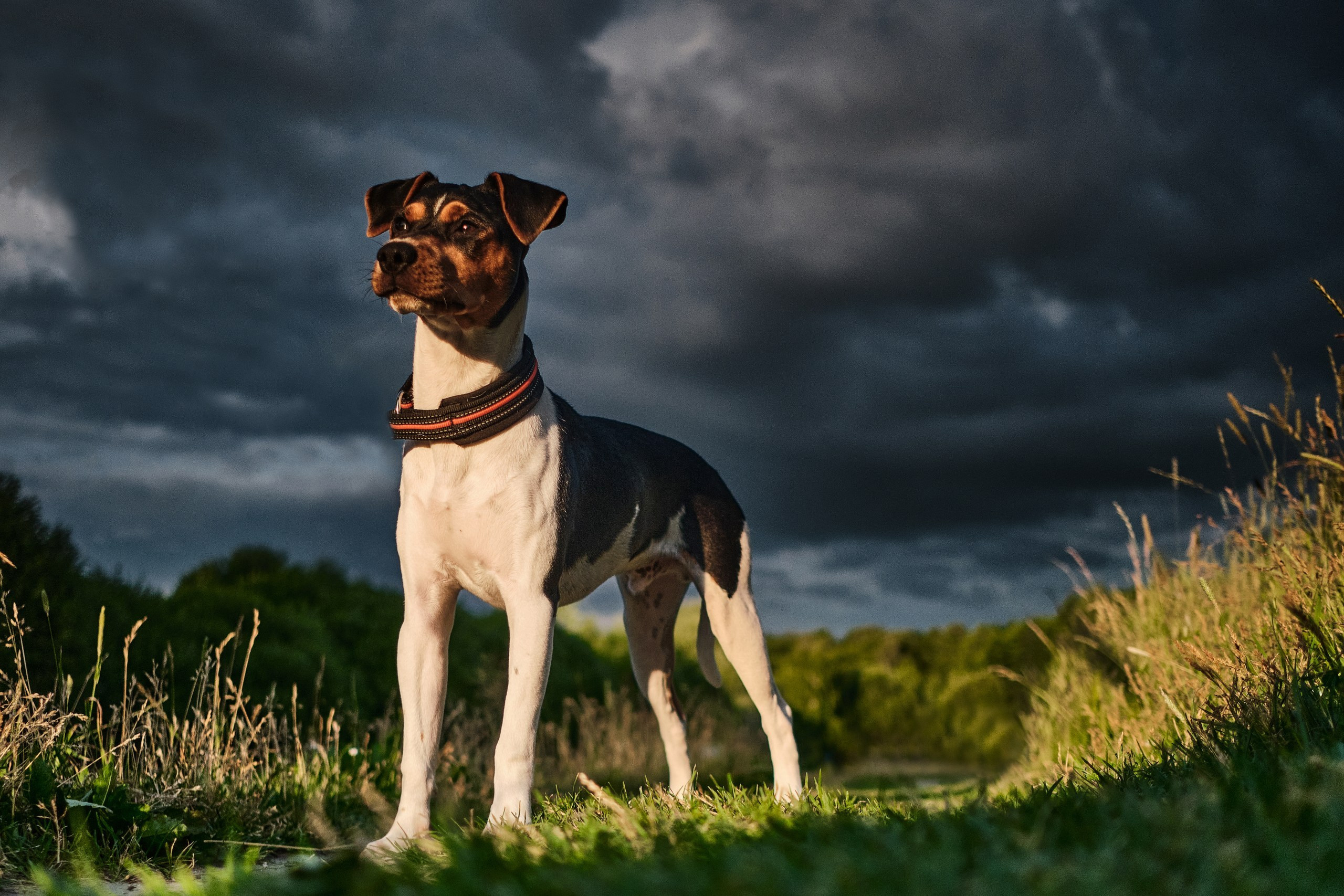 Фотограф животных в Москве и московской области. Профессиональный фотограф в Москве — Максим Дьяконов