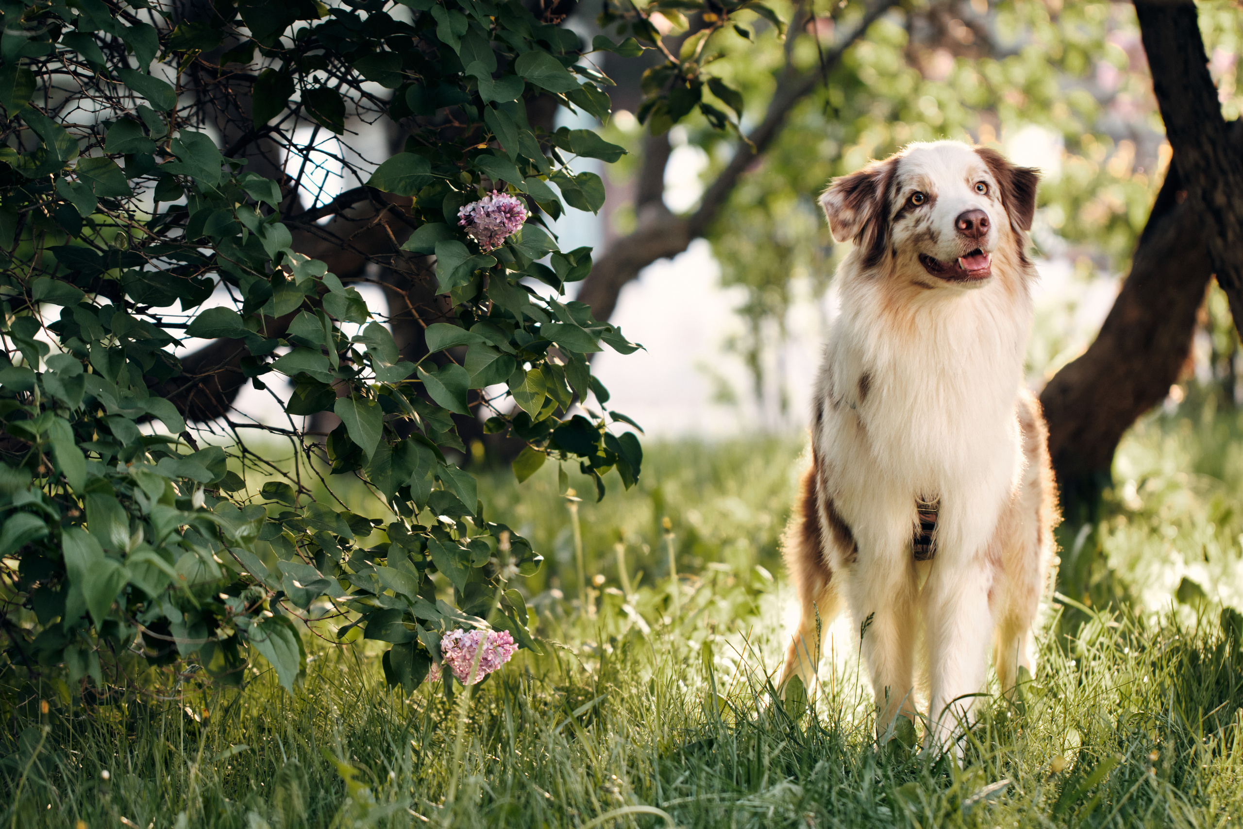 Фотосессия собаки с хозяйкой. Профессиональный фотограф в Москве — Максим Дьяконов
