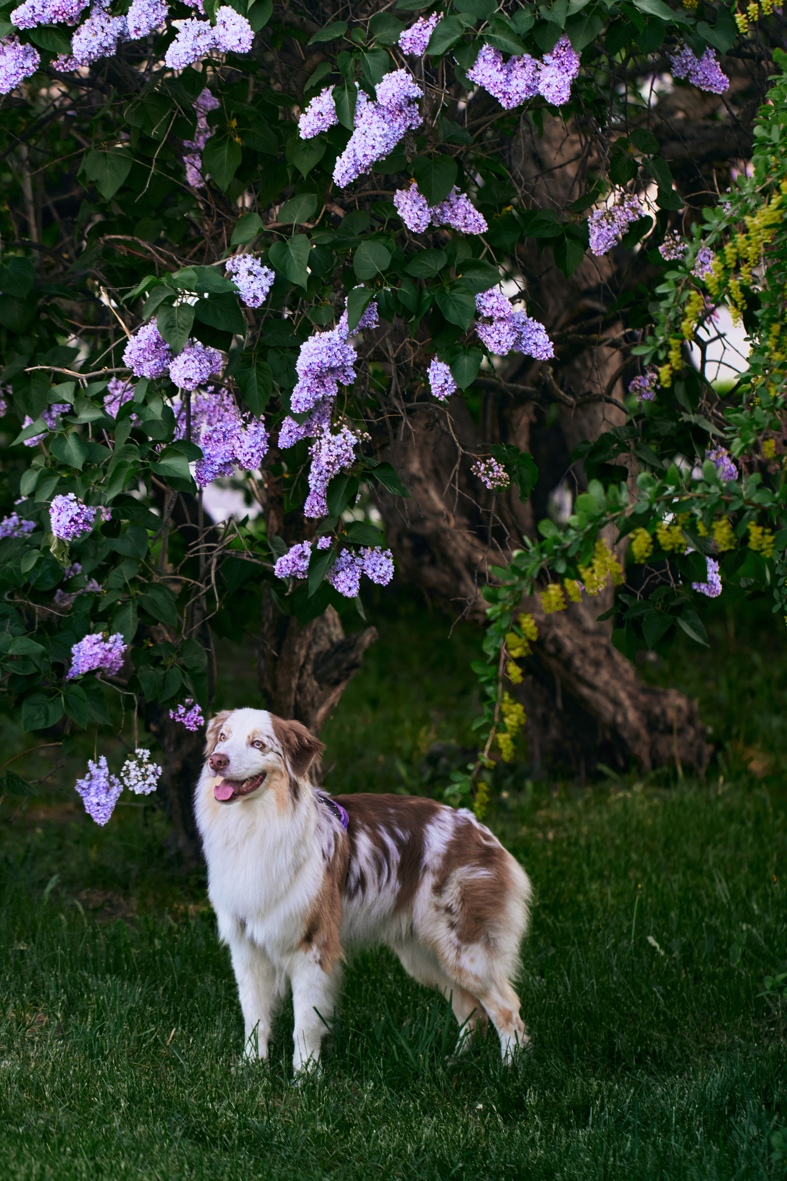 Фотосессия собаки с хозяйкой. Профессиональный фотограф в Москве — Максим Дьяконов