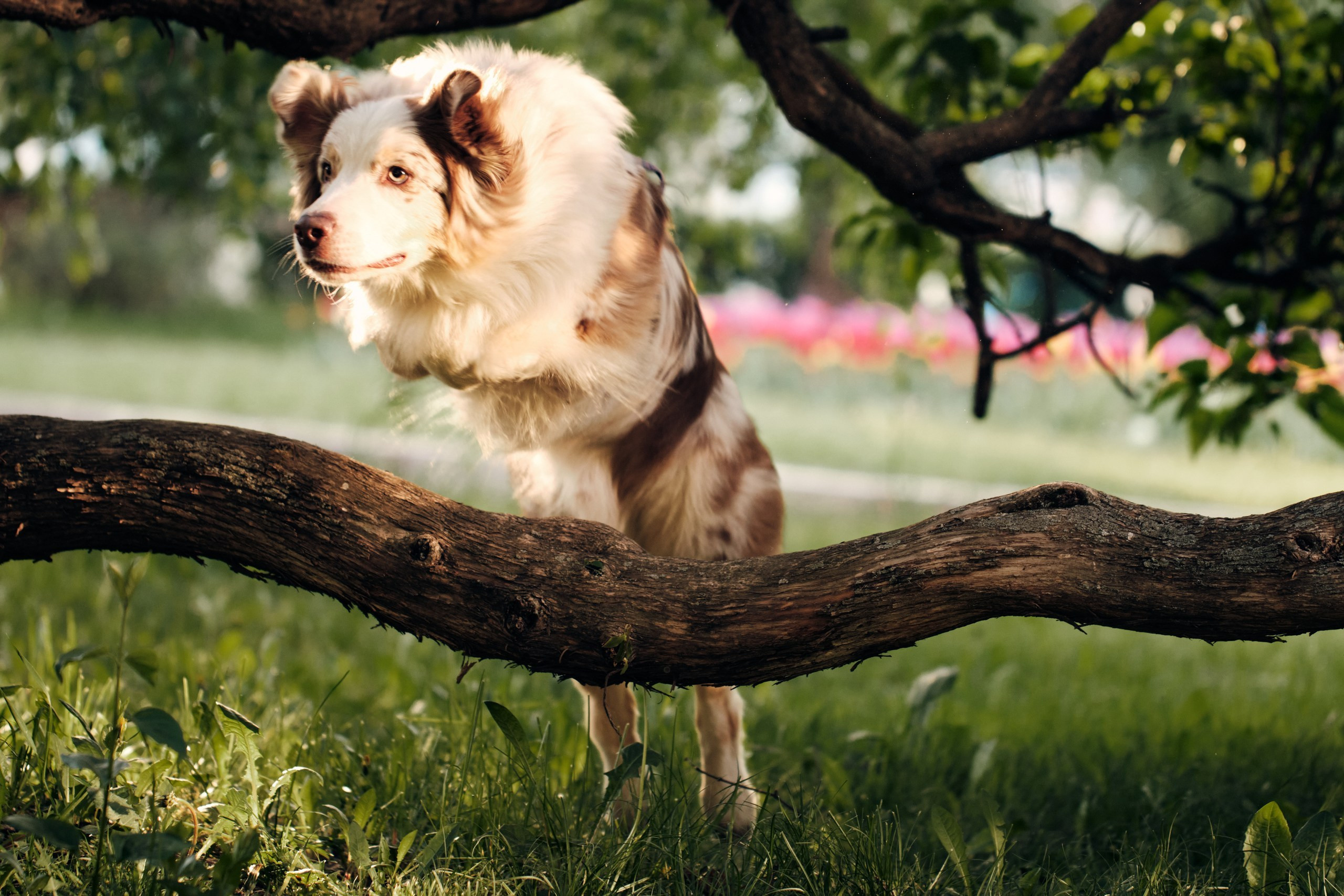 Фотограф животных в Москве и московской области. Профессиональный фотограф в Москве — Максим Дьяконов