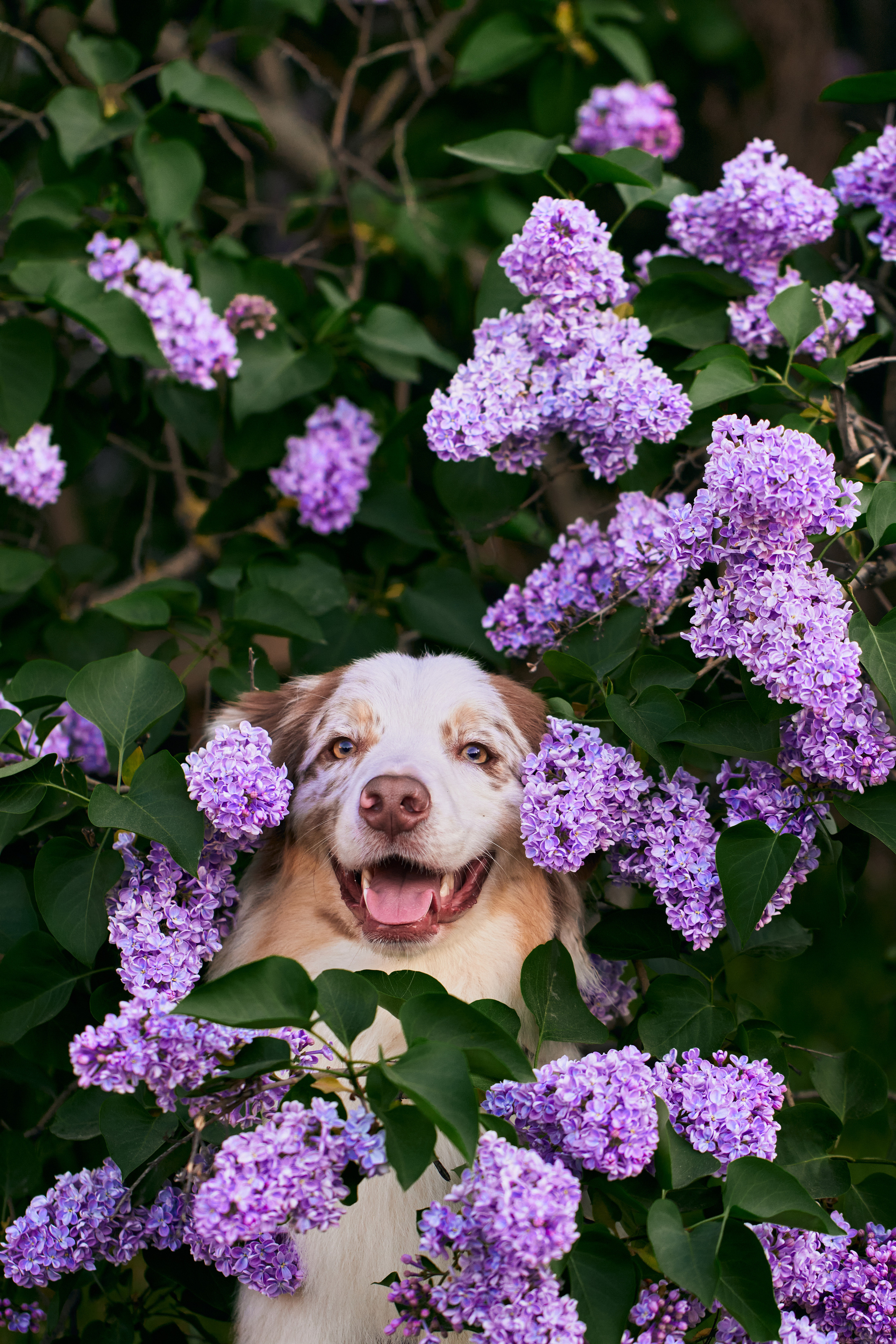 Фотосессия собаки с хозяйкой. Профессиональный фотограф в Москве — Максим Дьяконов