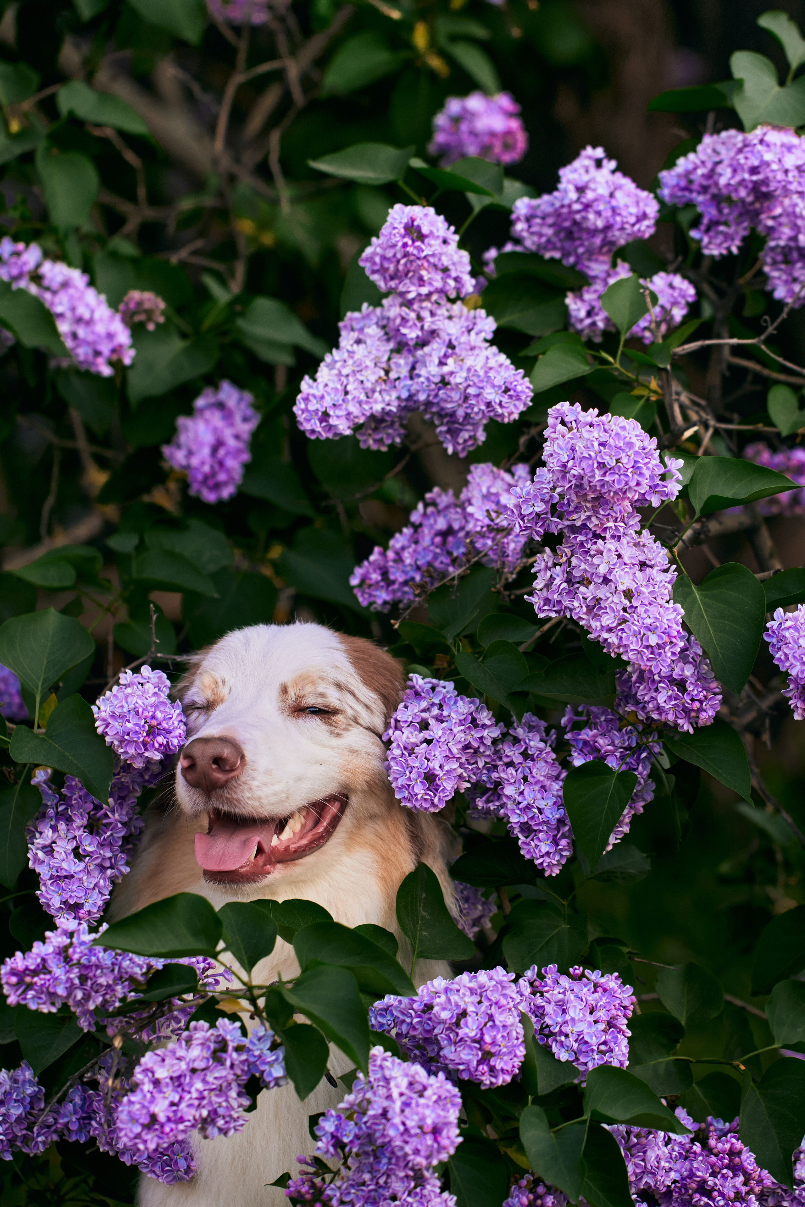 Фотосессия собаки с хозяйкой. Профессиональный фотограф в Москве — Максим Дьяконов