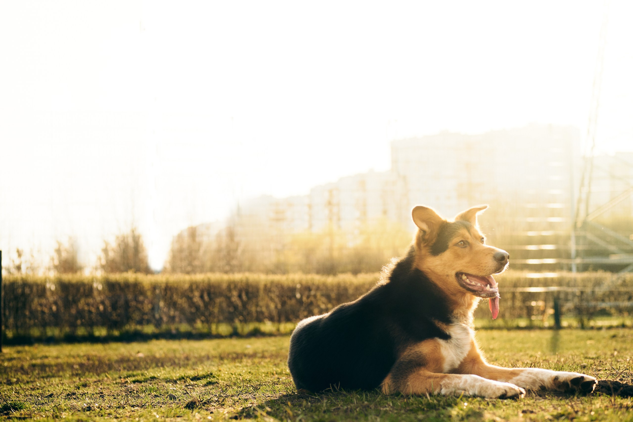Фотограф животных в Москве и московской области. Профессиональный фотограф в Москве — Максим Дьяконов