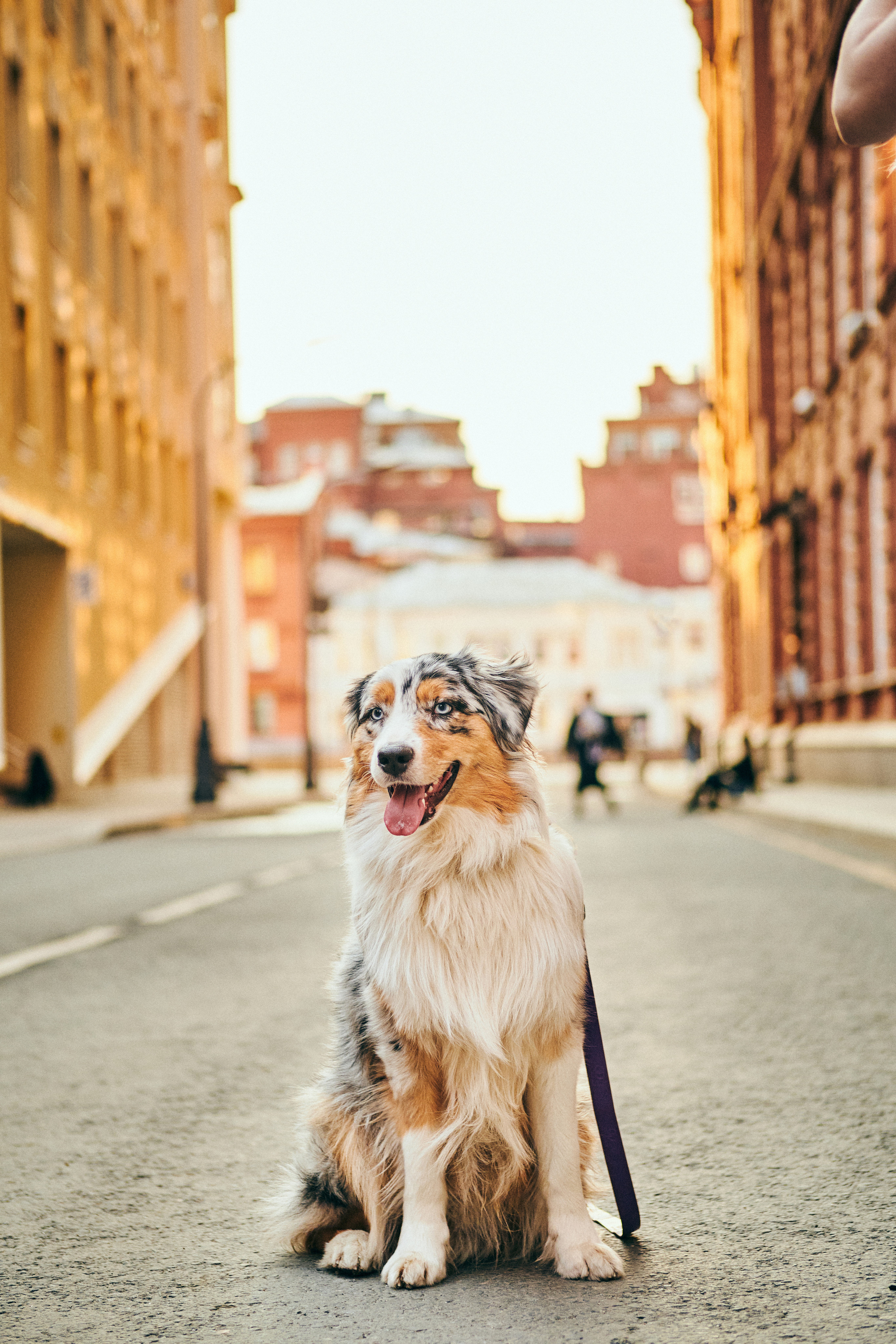 Фотосессия с собаками. Профессиональный фотограф в Москве — Максим Дьяконов