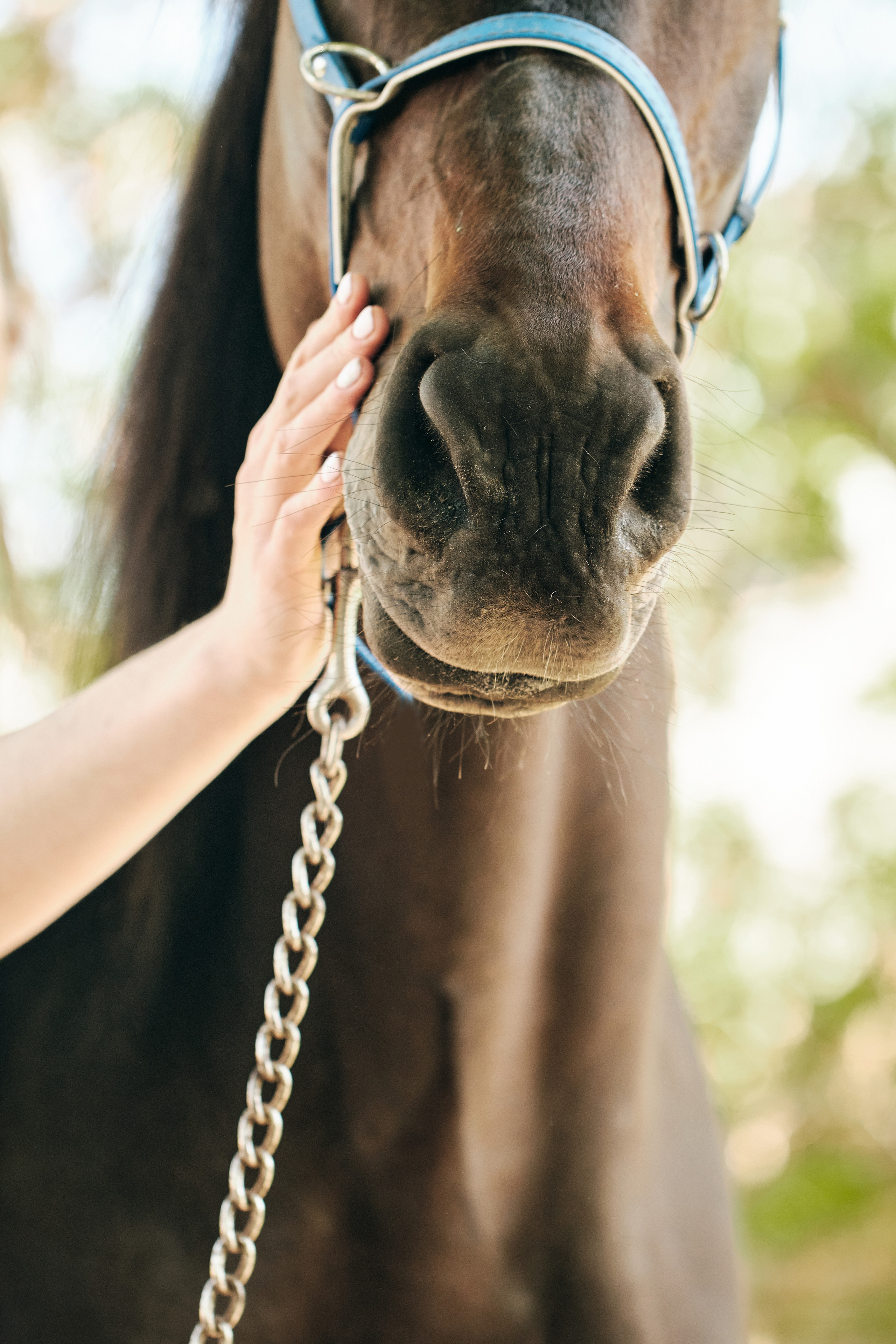 Фотосессия с лошадью. Профессиональный фотограф в Москве — Максим Дьяконов