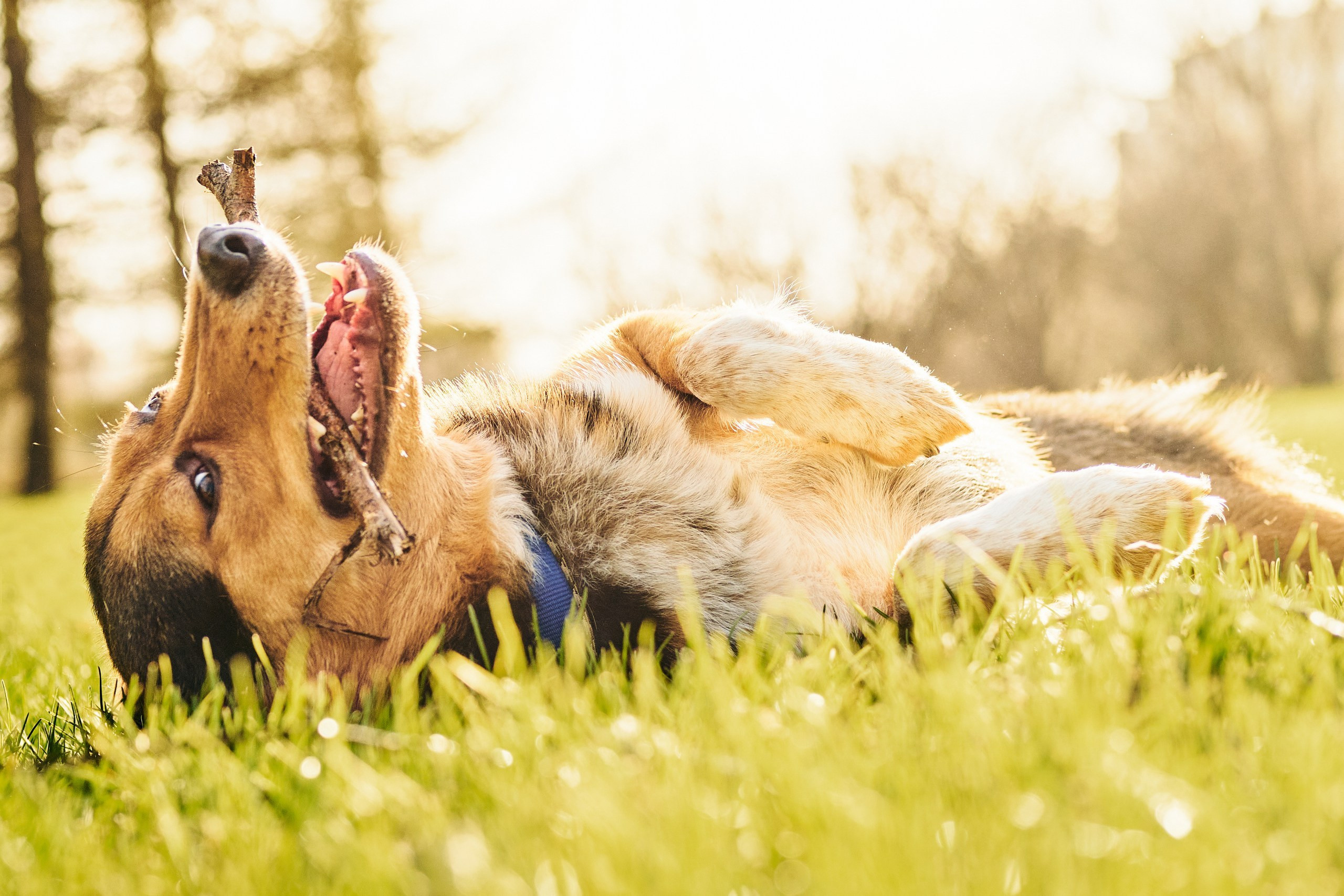 Фотограф животных в Москве и московской области. Профессиональный фотограф в Москве — Максим Дьяконов