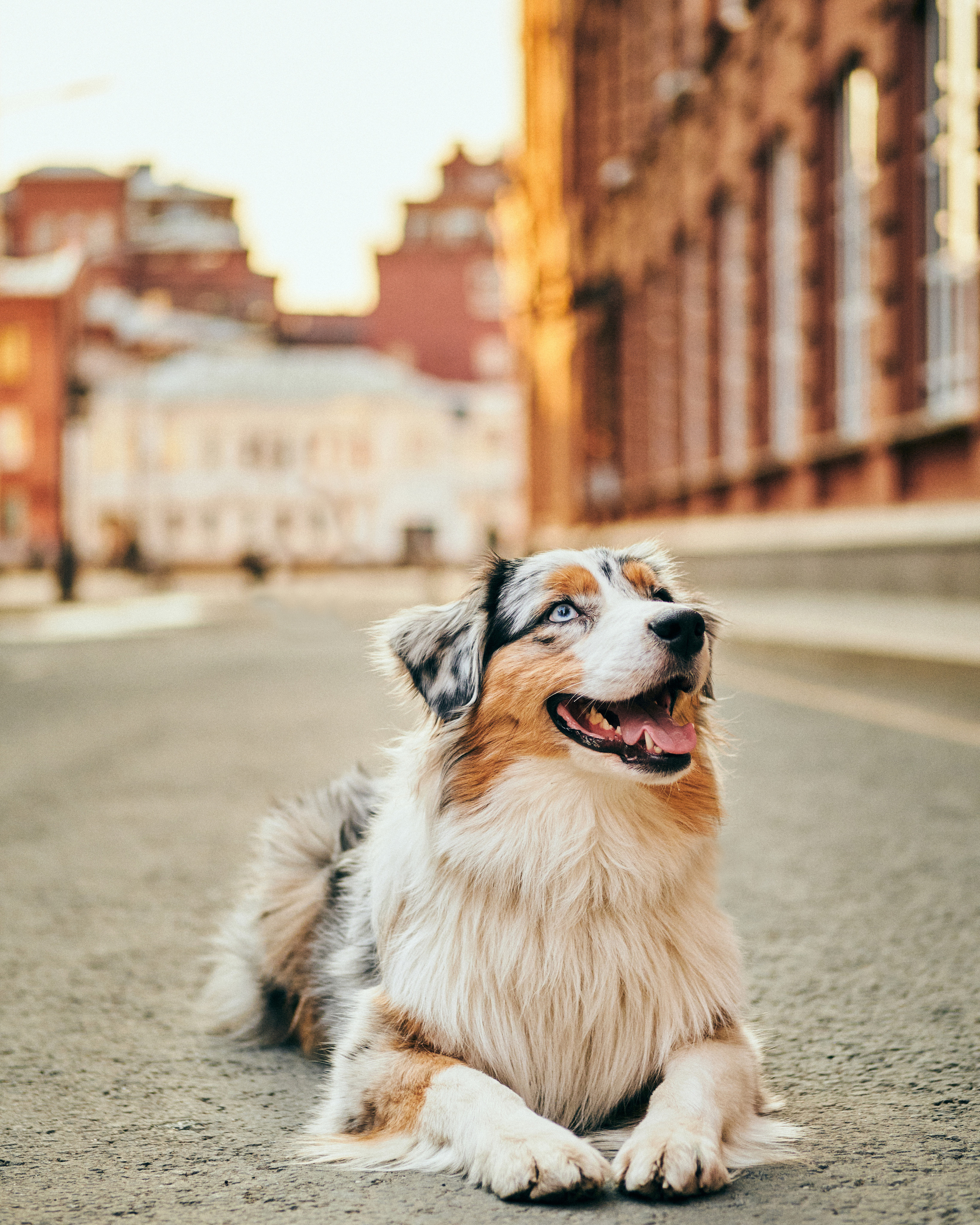 Фотосессия с собаками. Профессиональный фотограф в Москве — Максим Дьяконов