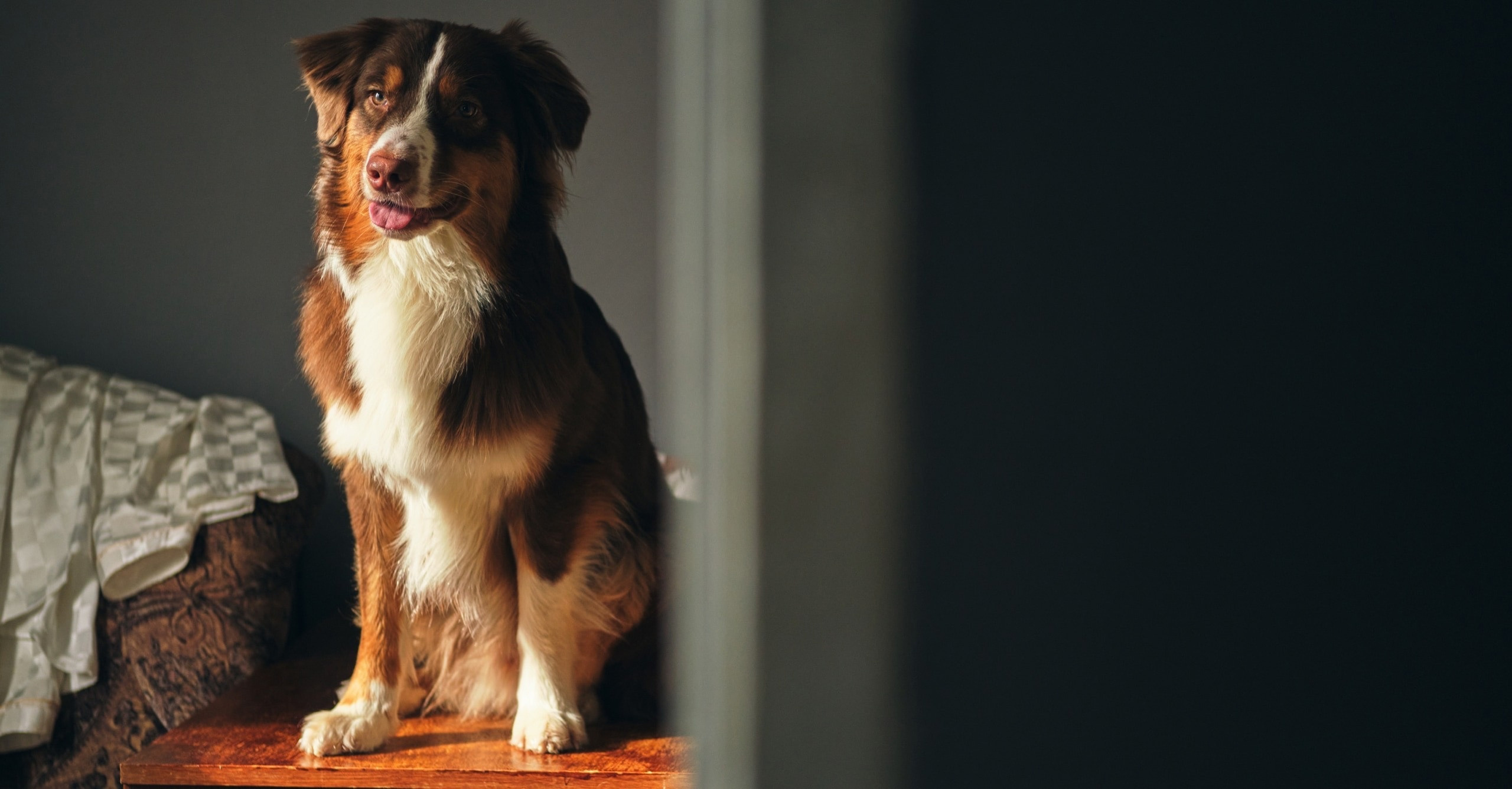 Фотограф животных в Москве и Московской области. Профессиональный фотограф в Москве — Максим Дьяконов