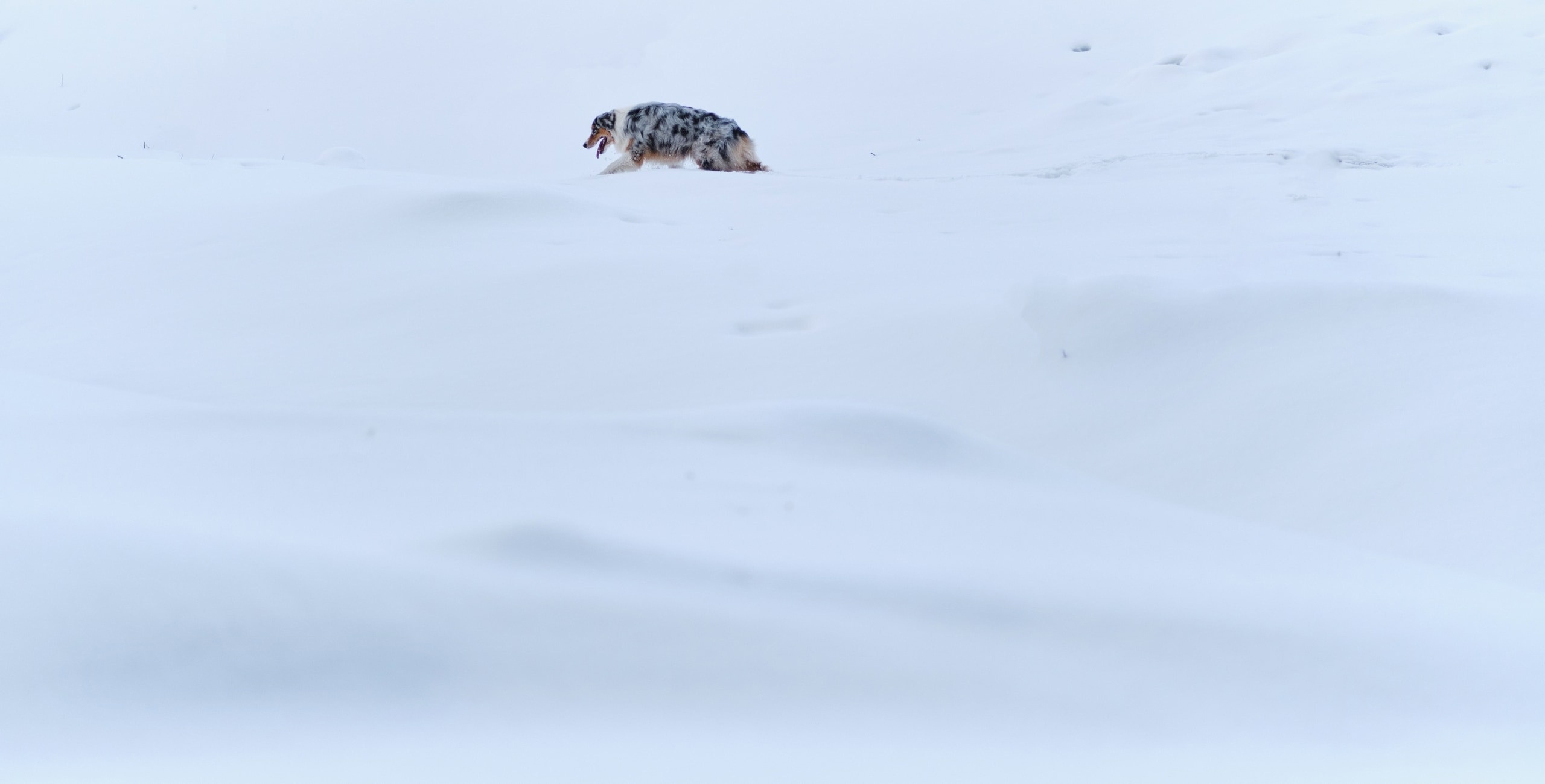 Фотограф животных в Москве и Московской области. Профессиональный фотограф в Москве — Максим Дьяконов