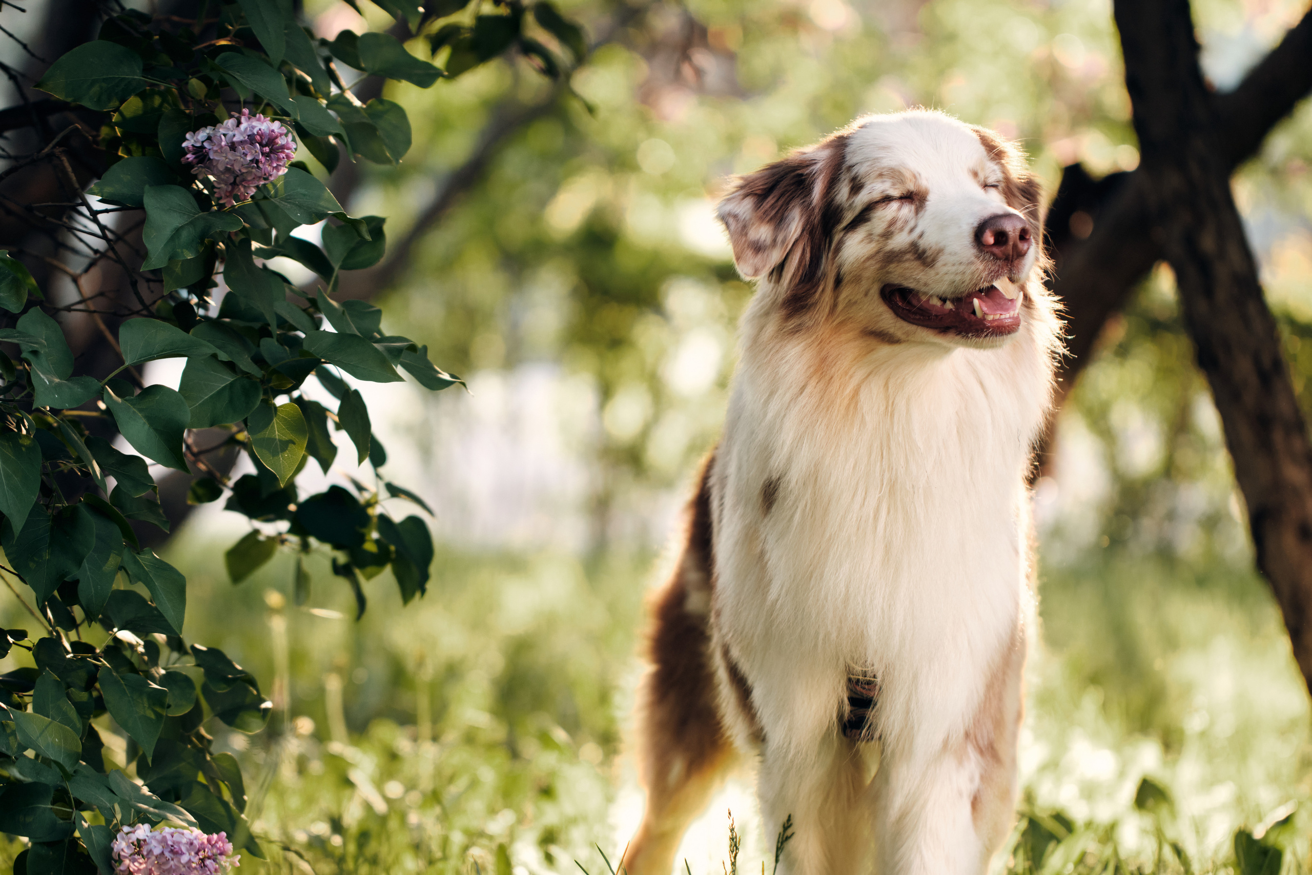 Фотосессия собаки с хозяйкой. Профессиональный фотограф в Москве — Максим Дьяконов