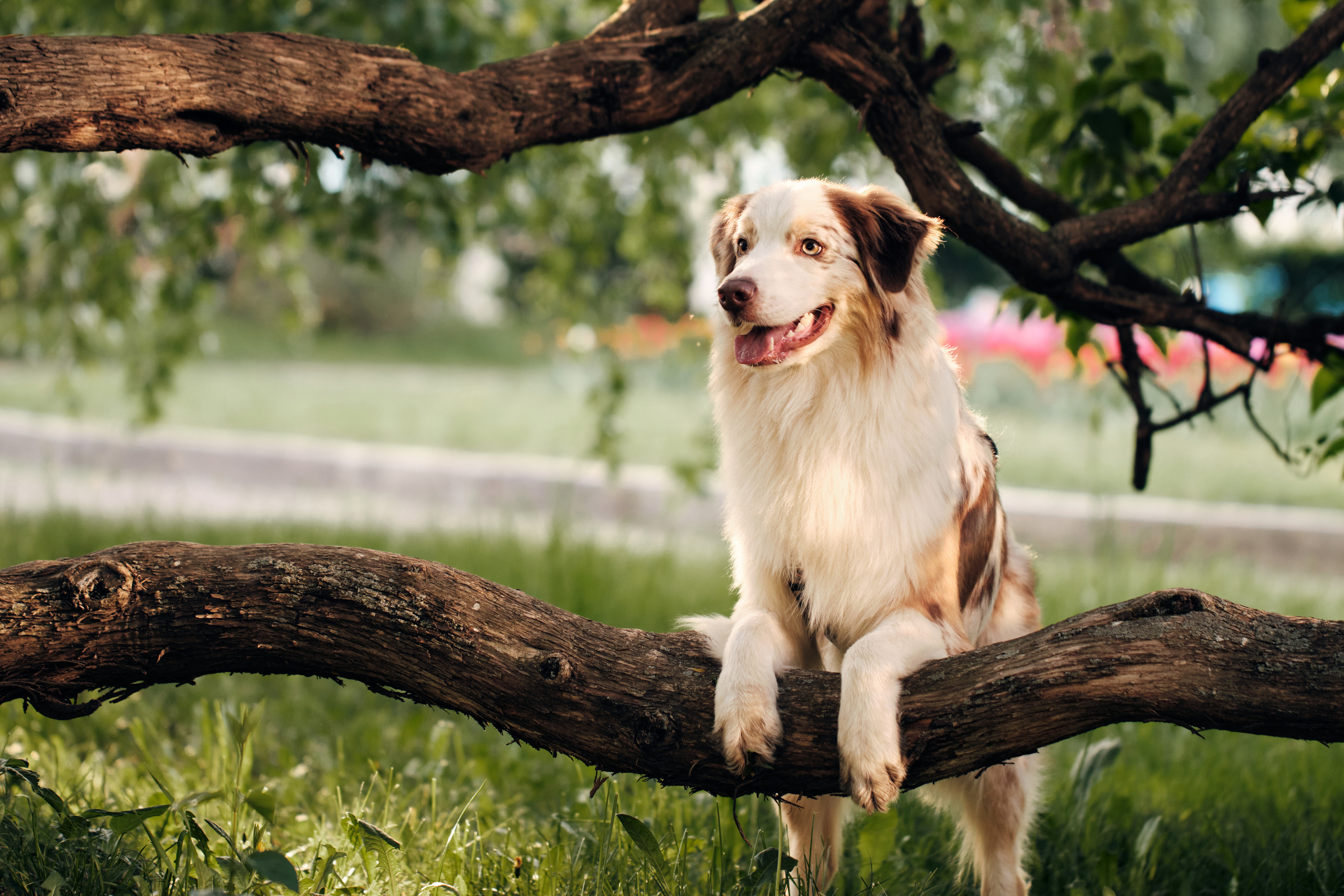 Фотосессия собаки с хозяйкой. Профессиональный фотограф в Москве — Максим Дьяконов