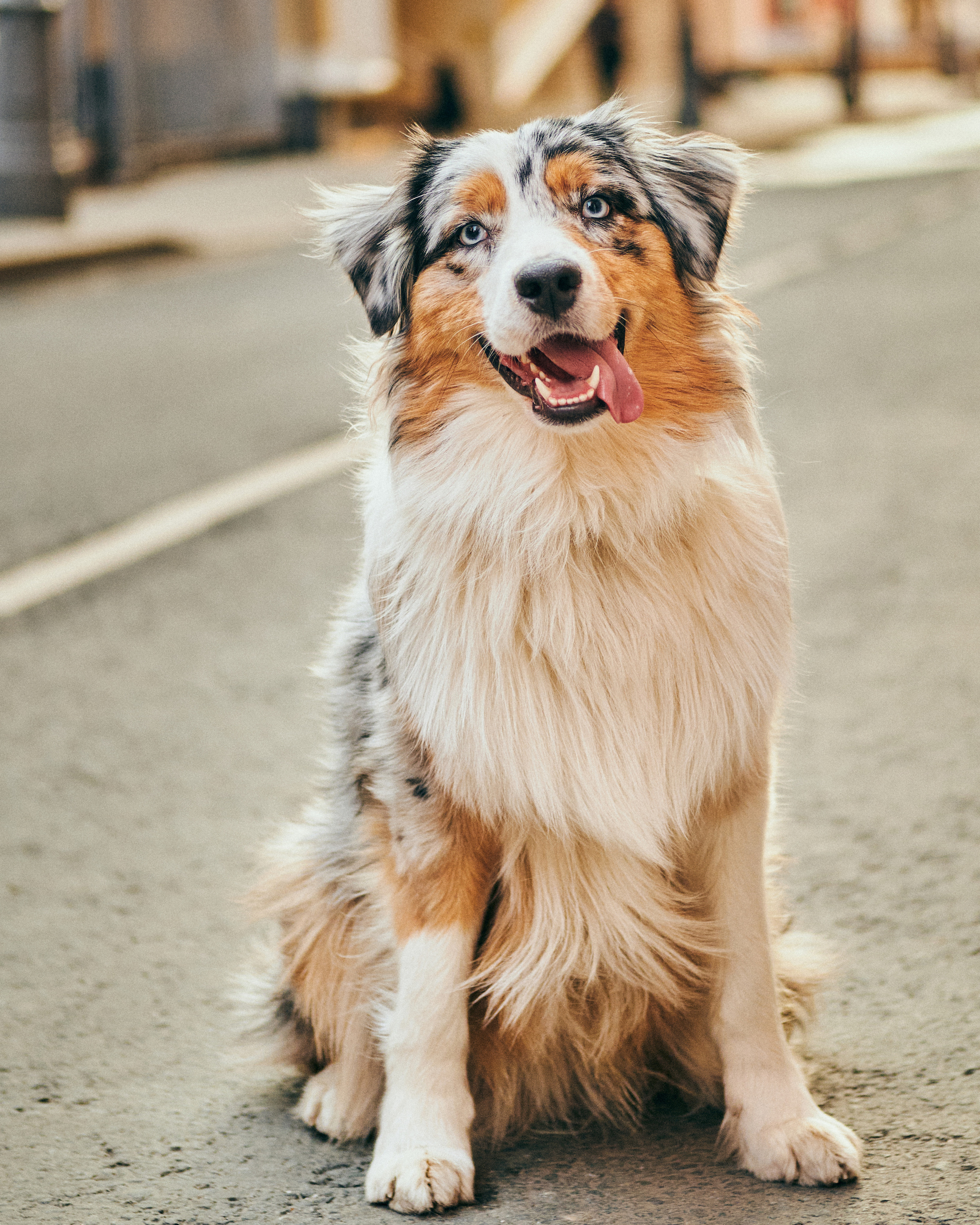 Фотосессия с собаками. Профессиональный фотограф в Москве — Максим Дьяконов