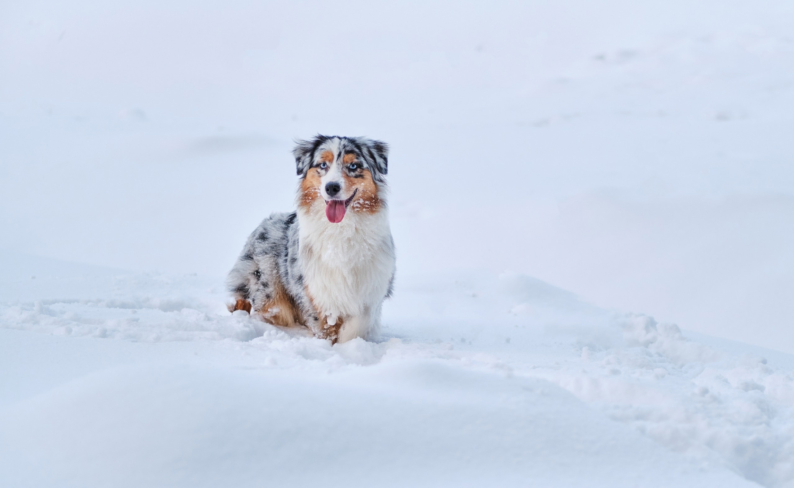 Фотограф животных в Москве и московской области. Профессиональный фотограф в Москве — Максим Дьяконов