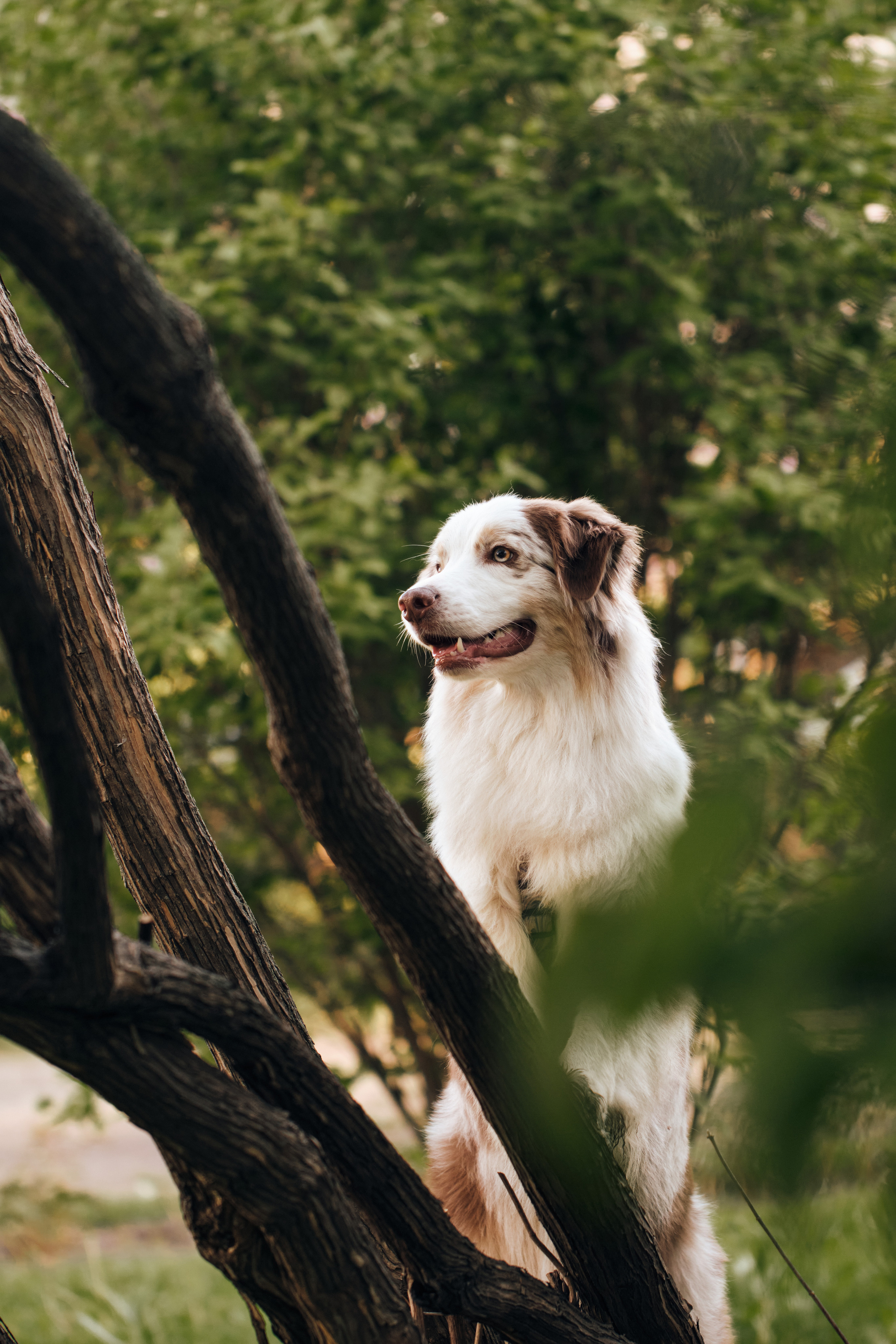 Фотосессия собаки с хозяйкой. Профессиональный фотограф в Москве — Максим Дьяконов