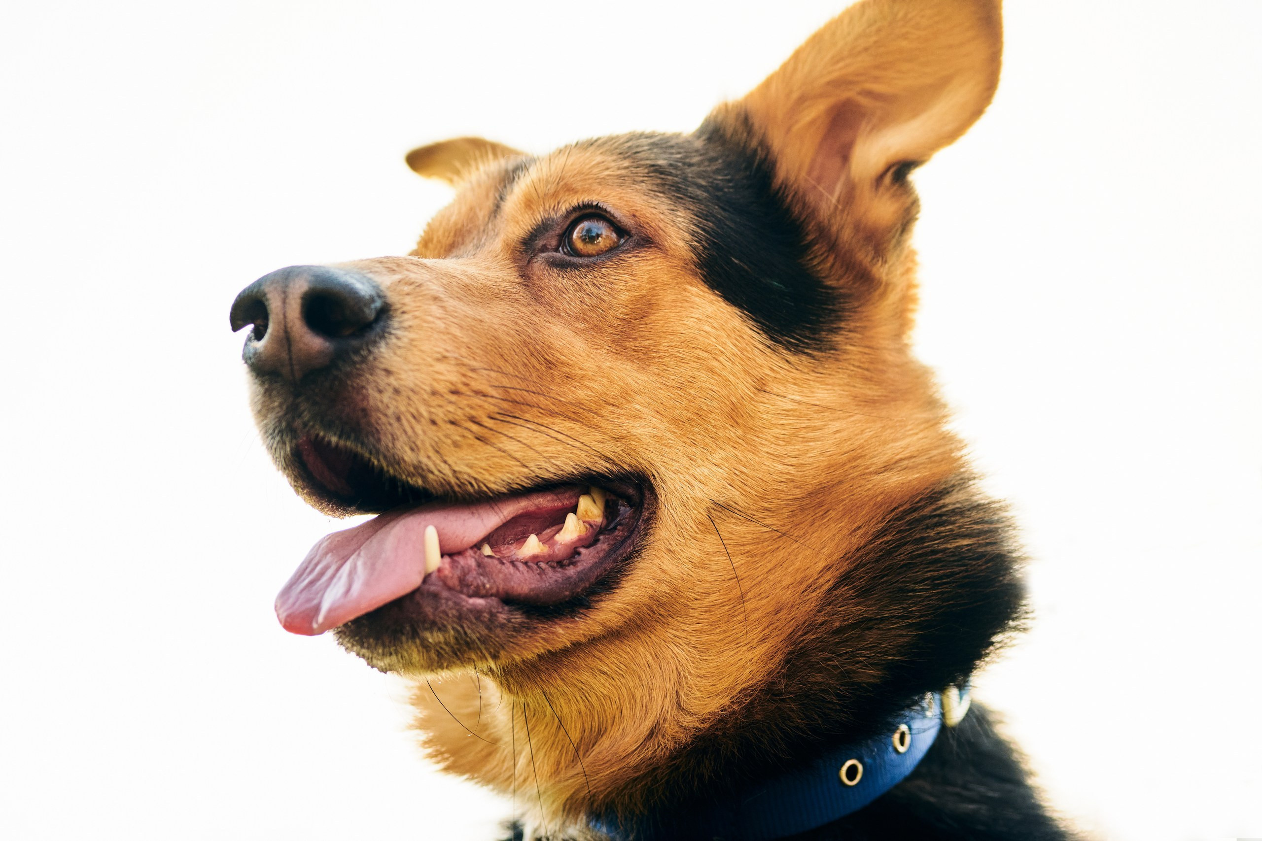 Фотограф животных в Москве и московской области. Профессиональный фотограф в Москве — Максим Дьяконов