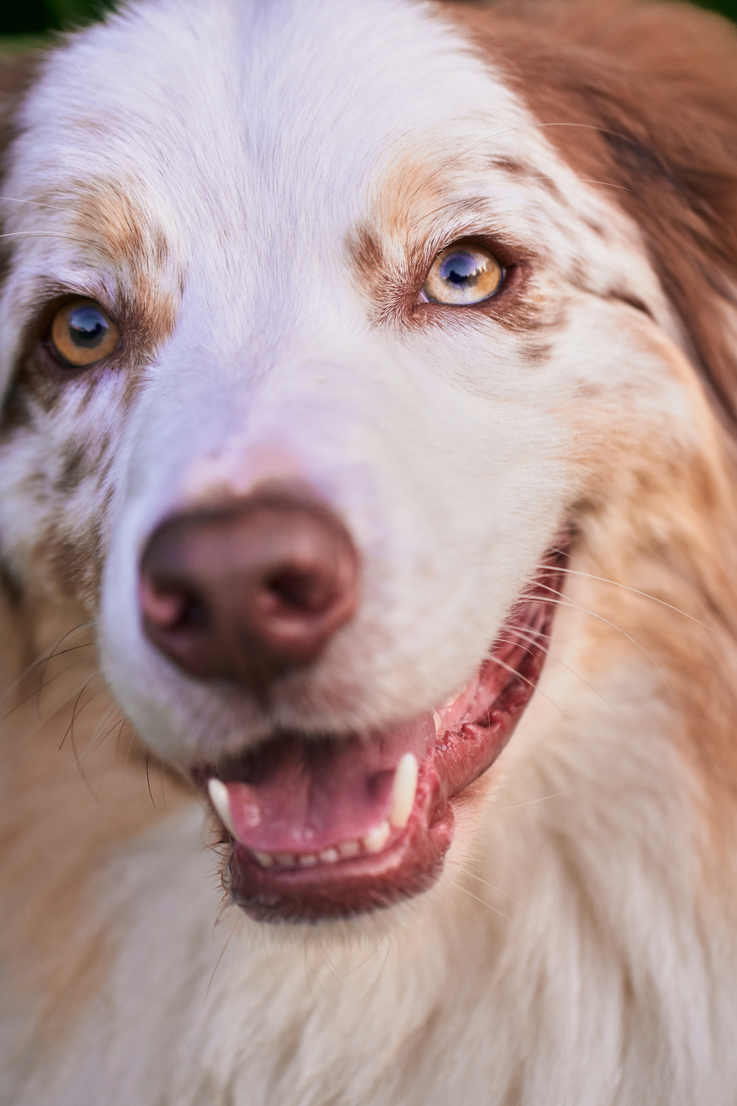 Фотосессия собаки с хозяйкой. Профессиональный фотограф в Москве — Максим Дьяконов