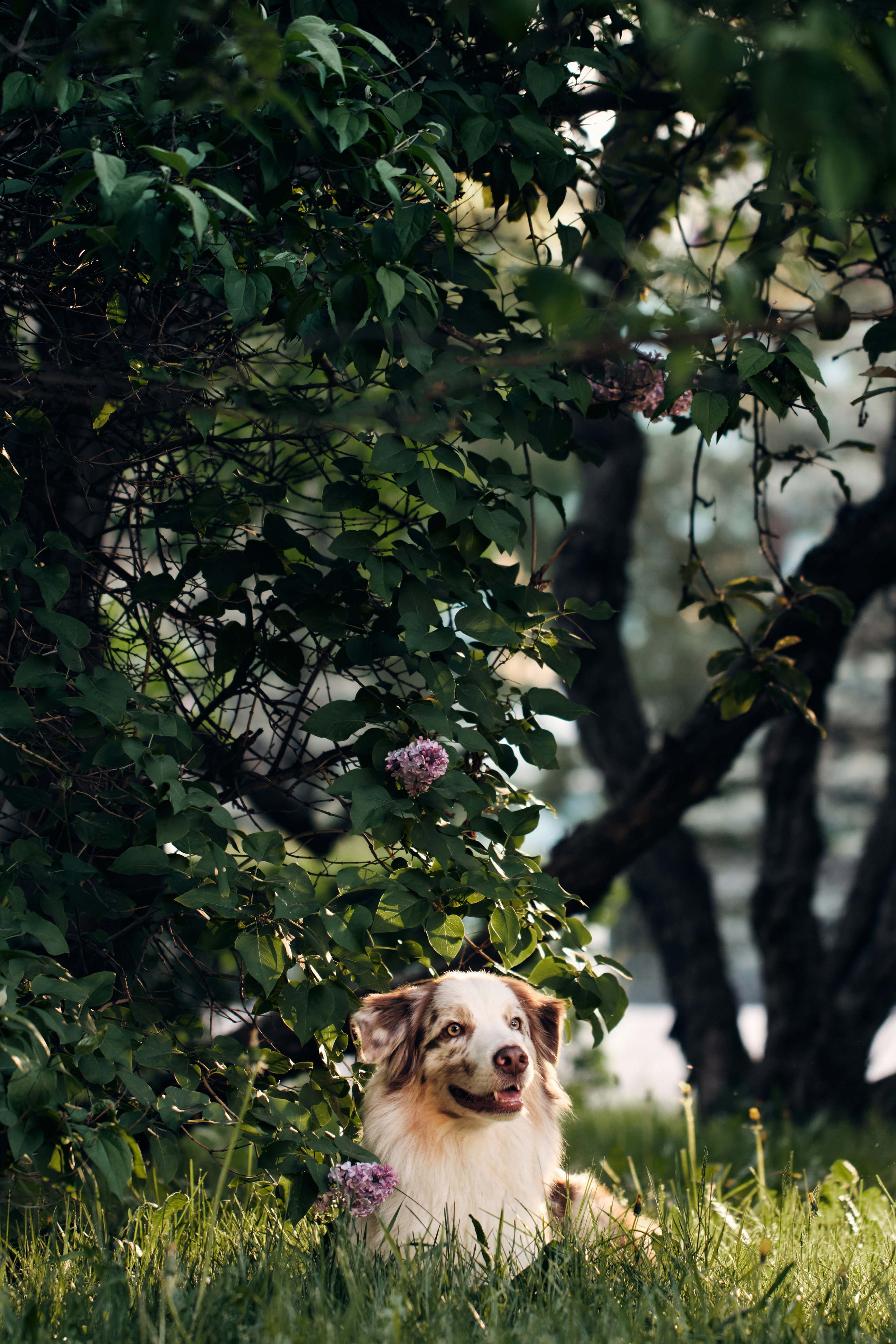 Фотосессия собаки с хозяйкой. Профессиональный фотограф в Москве — Максим Дьяконов