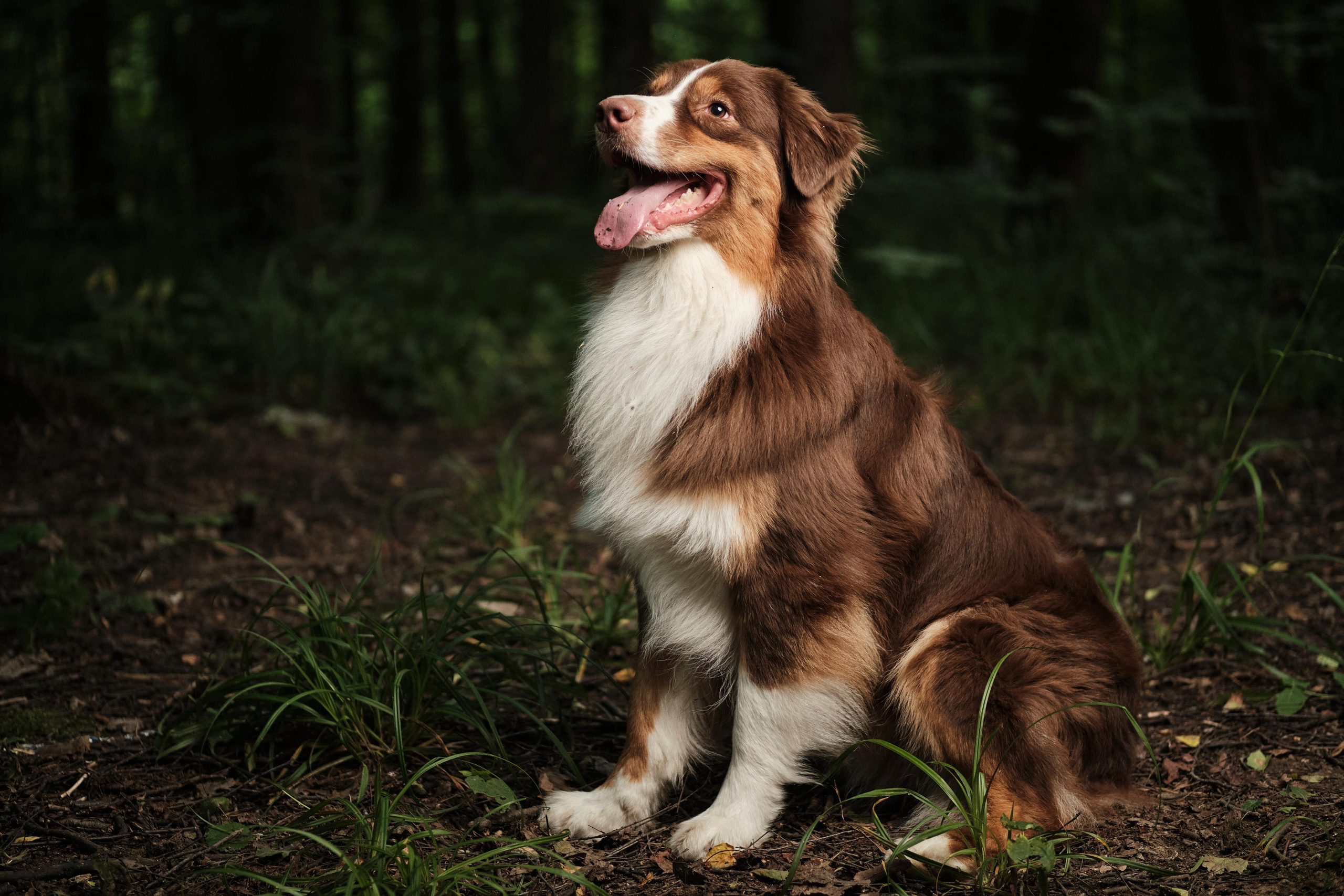 Фотограф животных в Москве и Московской области. Профессиональный фотограф в Москве — Максим Дьяконов