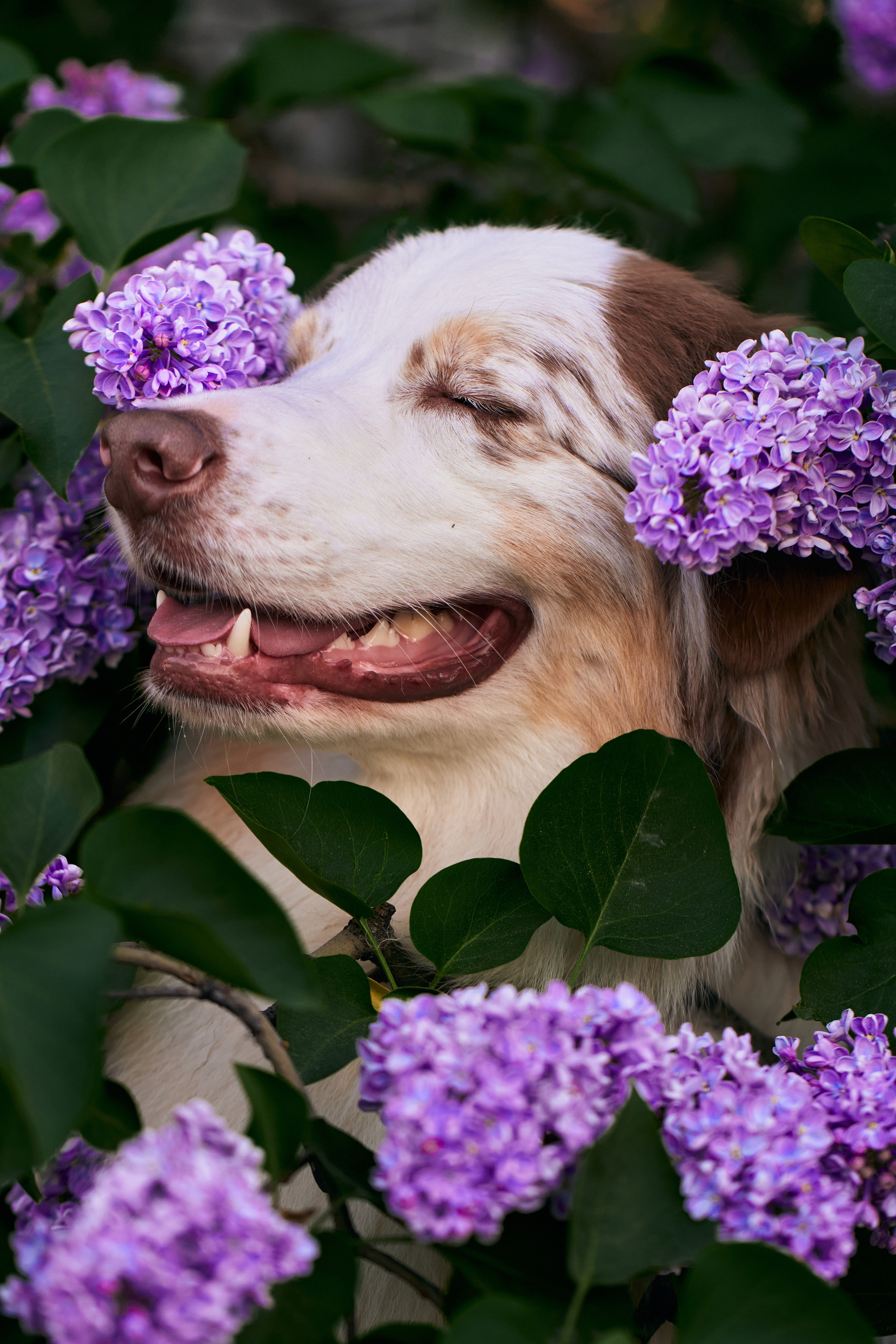Фотосессия собаки с хозяйкой. Профессиональный фотограф в Москве — Максим Дьяконов