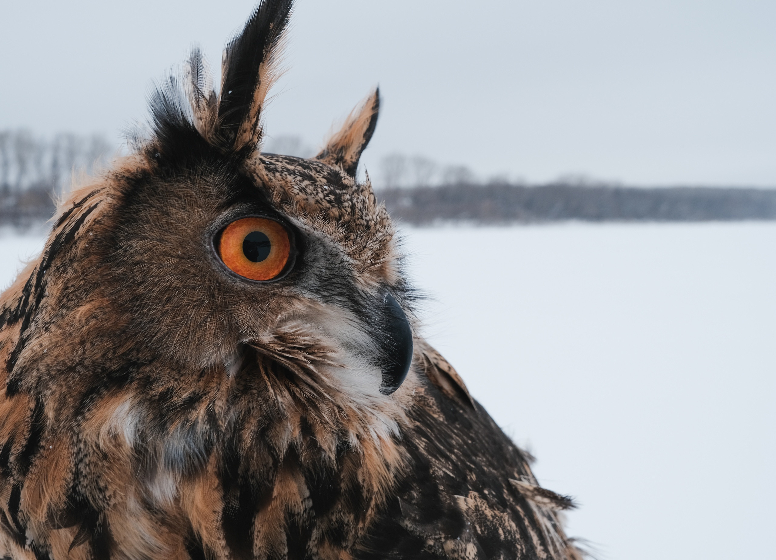 Фотограф животных в Москве и московской области. Профессиональный фотограф в Москве — Максим Дьяконов