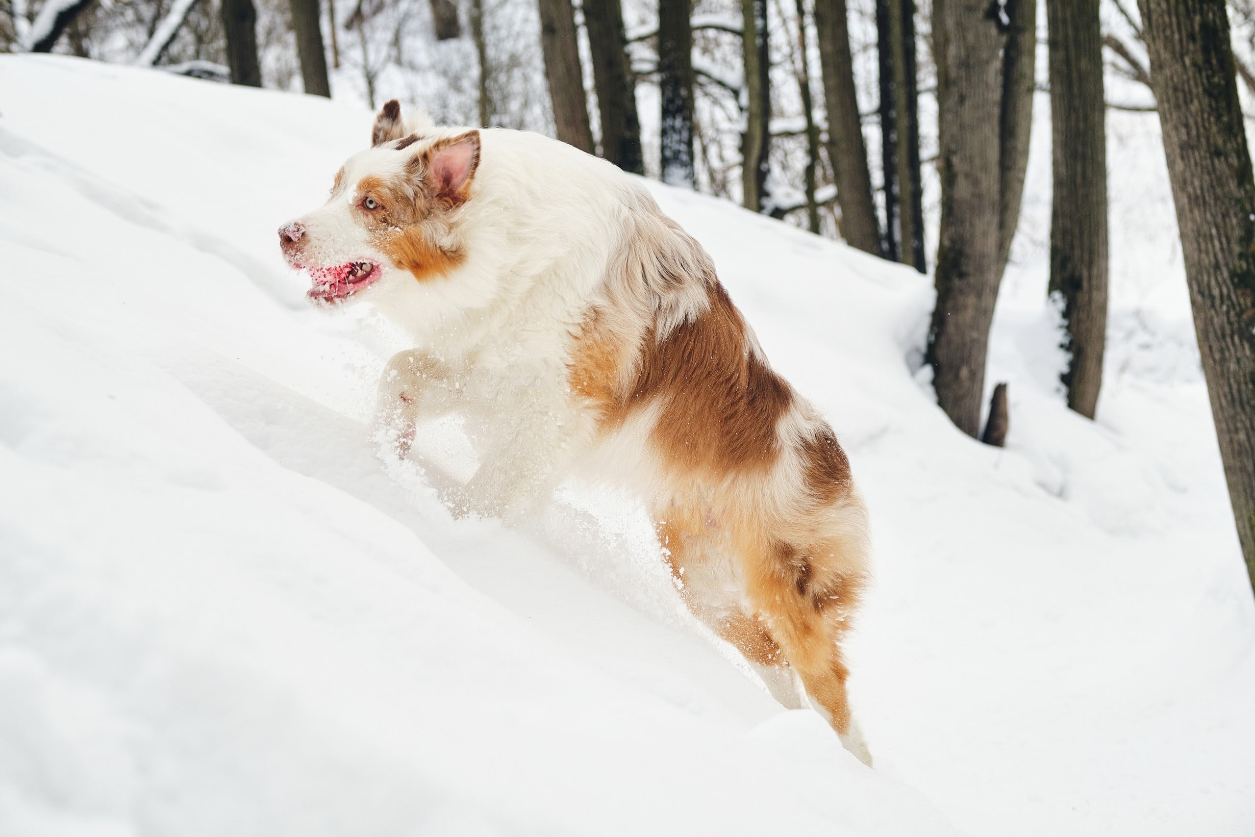 Фотограф животных в Москве и московской области. Профессиональный фотограф в Москве — Максим Дьяконов