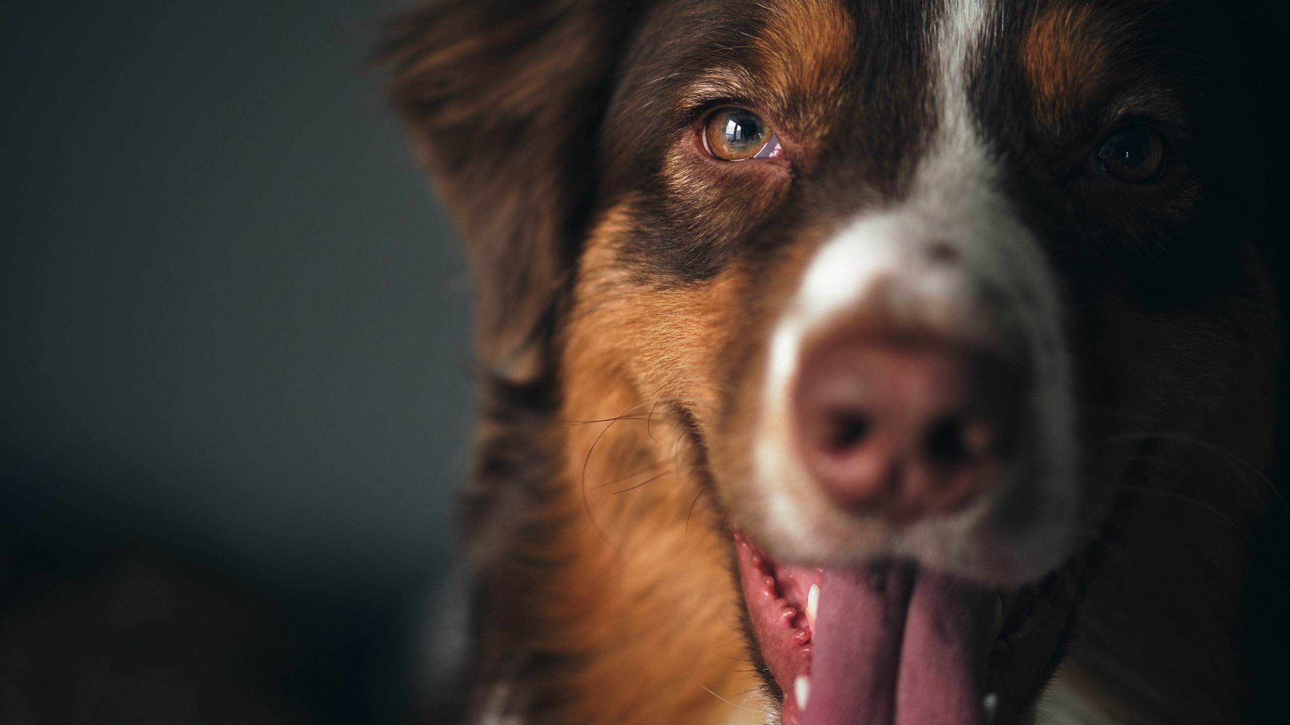 Фотограф животных в Москве и московской области. Профессиональный фотограф в Москве — Максим Дьяконов