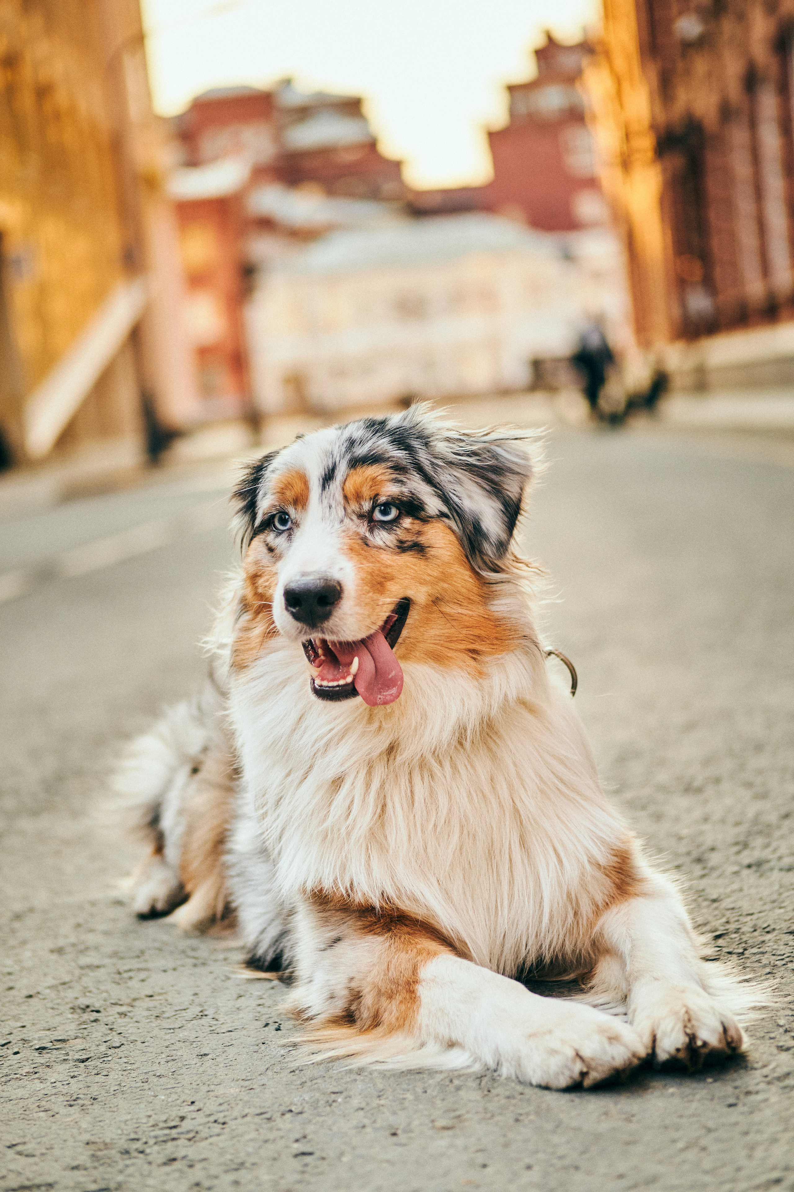 Фотосессия с собаками. Профессиональный фотограф в Москве — Максим Дьяконов