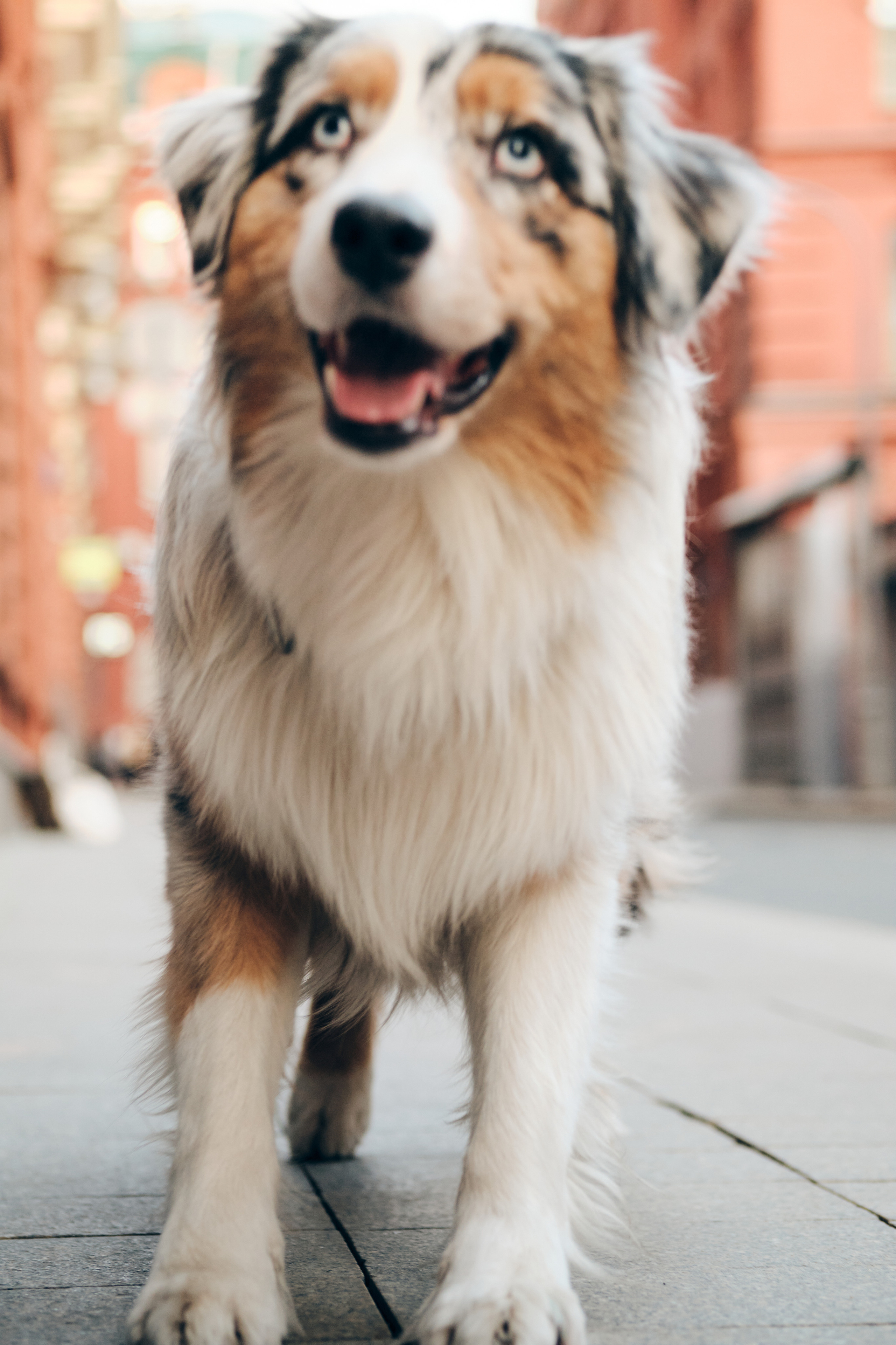 Фотосессия с собаками. Профессиональный фотограф в Москве — Максим Дьяконов
