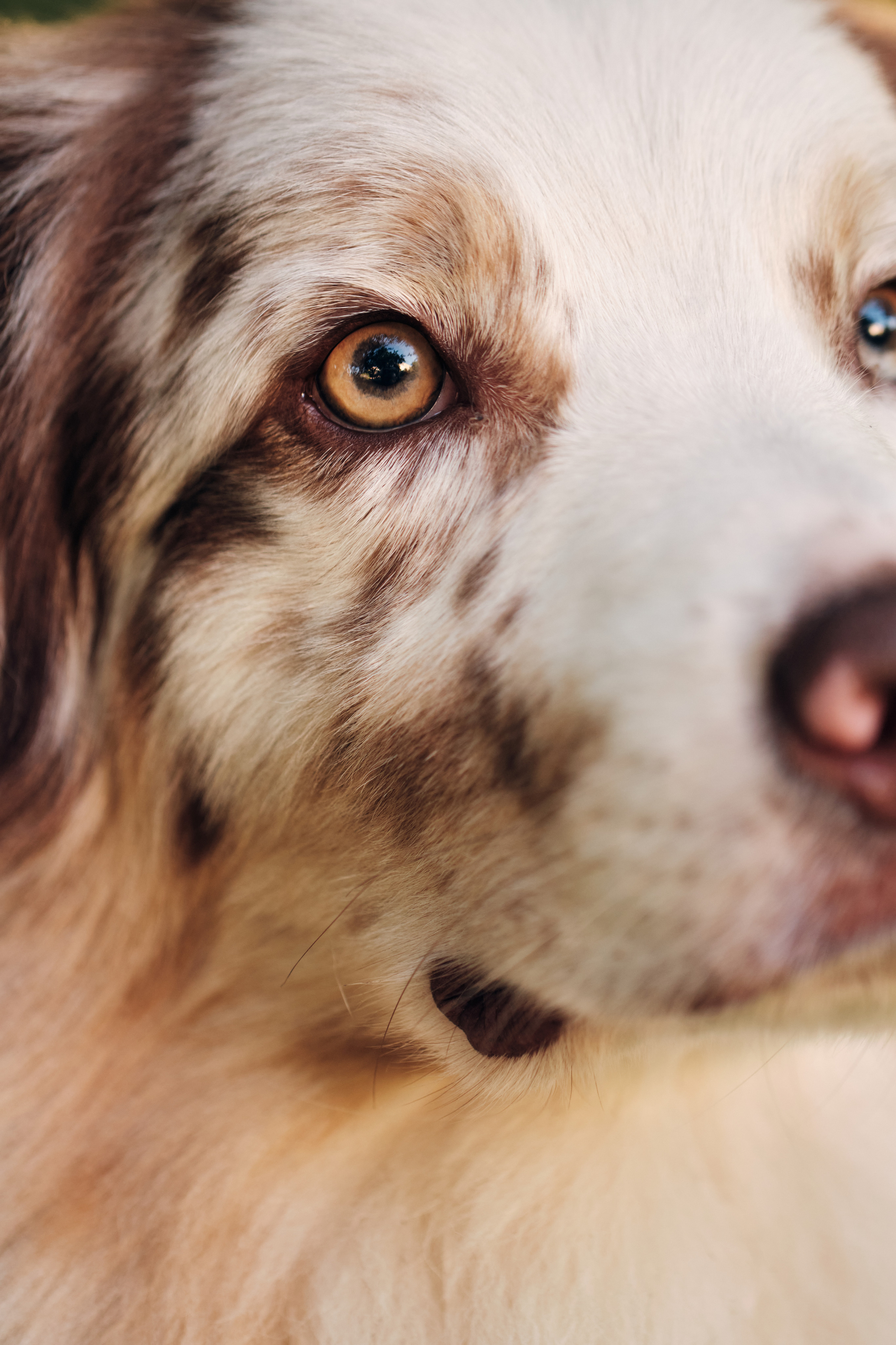 Фотосессия собаки с хозяйкой. Профессиональный фотограф в Москве — Максим Дьяконов