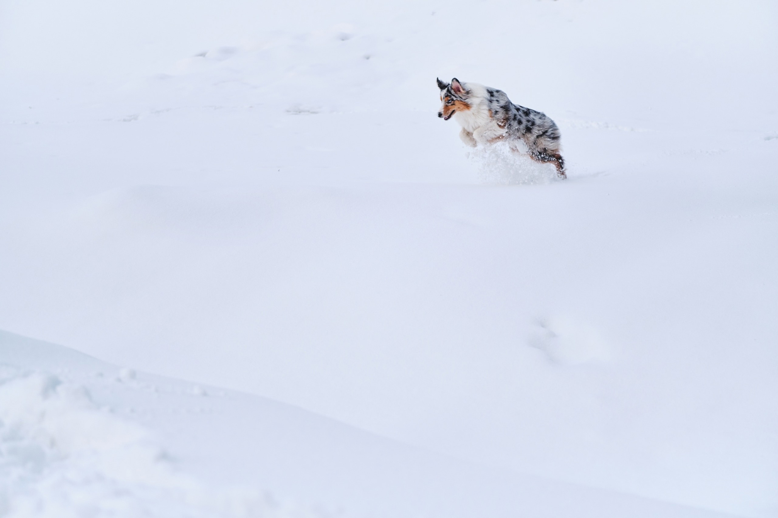 Фотограф животных в Москве и московской области. Профессиональный фотограф в Москве — Максим Дьяконов
