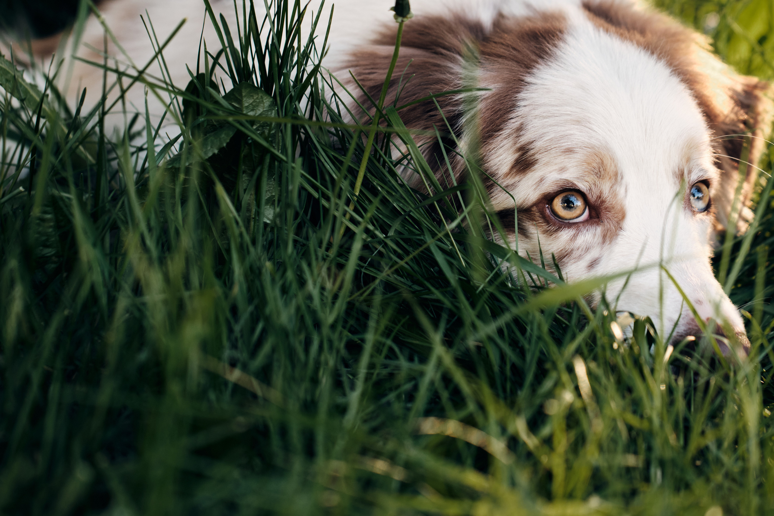 Фотосессия собаки с хозяйкой. Профессиональный фотограф в Москве — Максим Дьяконов
