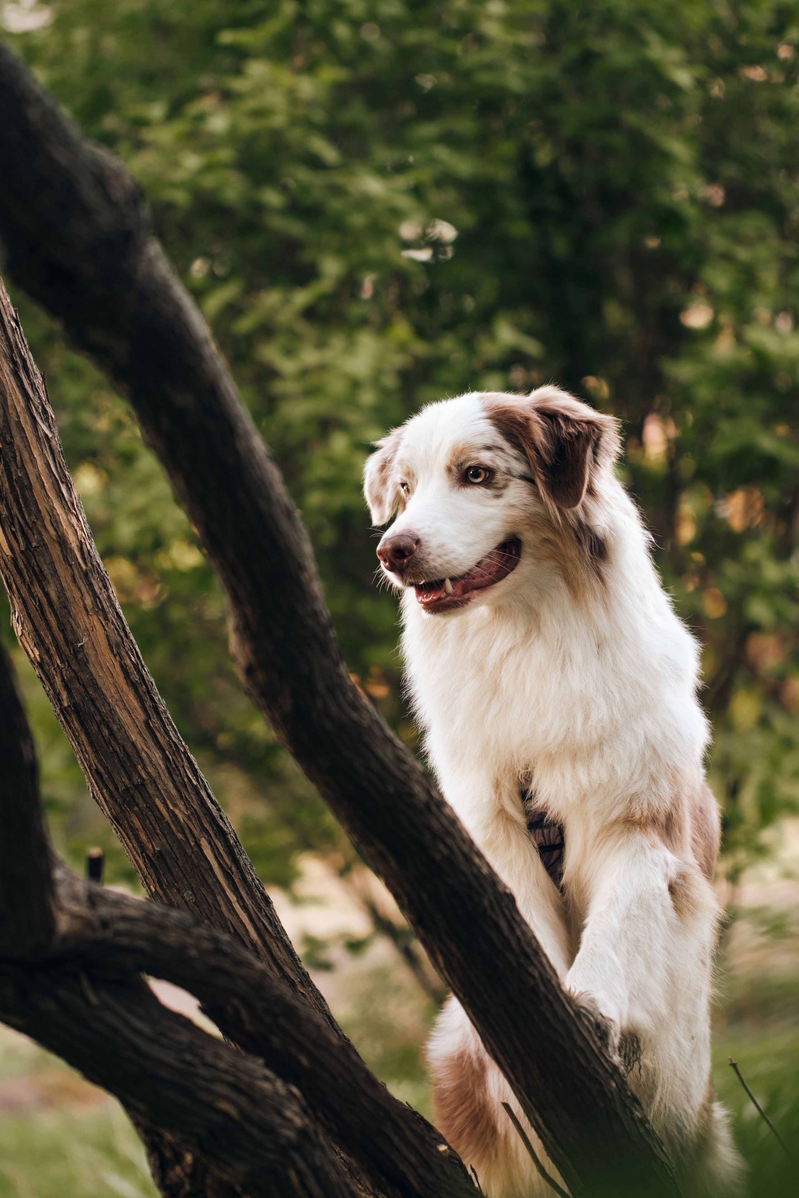 Фотосессия собаки с хозяйкой. Профессиональный фотограф в Москве — Максим Дьяконов