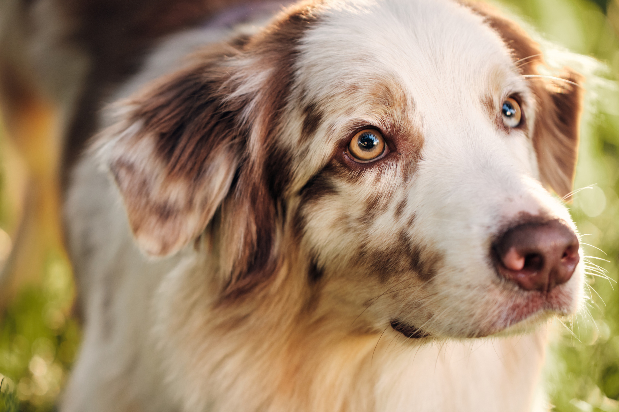 Фотосессия собаки с хозяйкой. Профессиональный фотограф в Москве — Максим Дьяконов