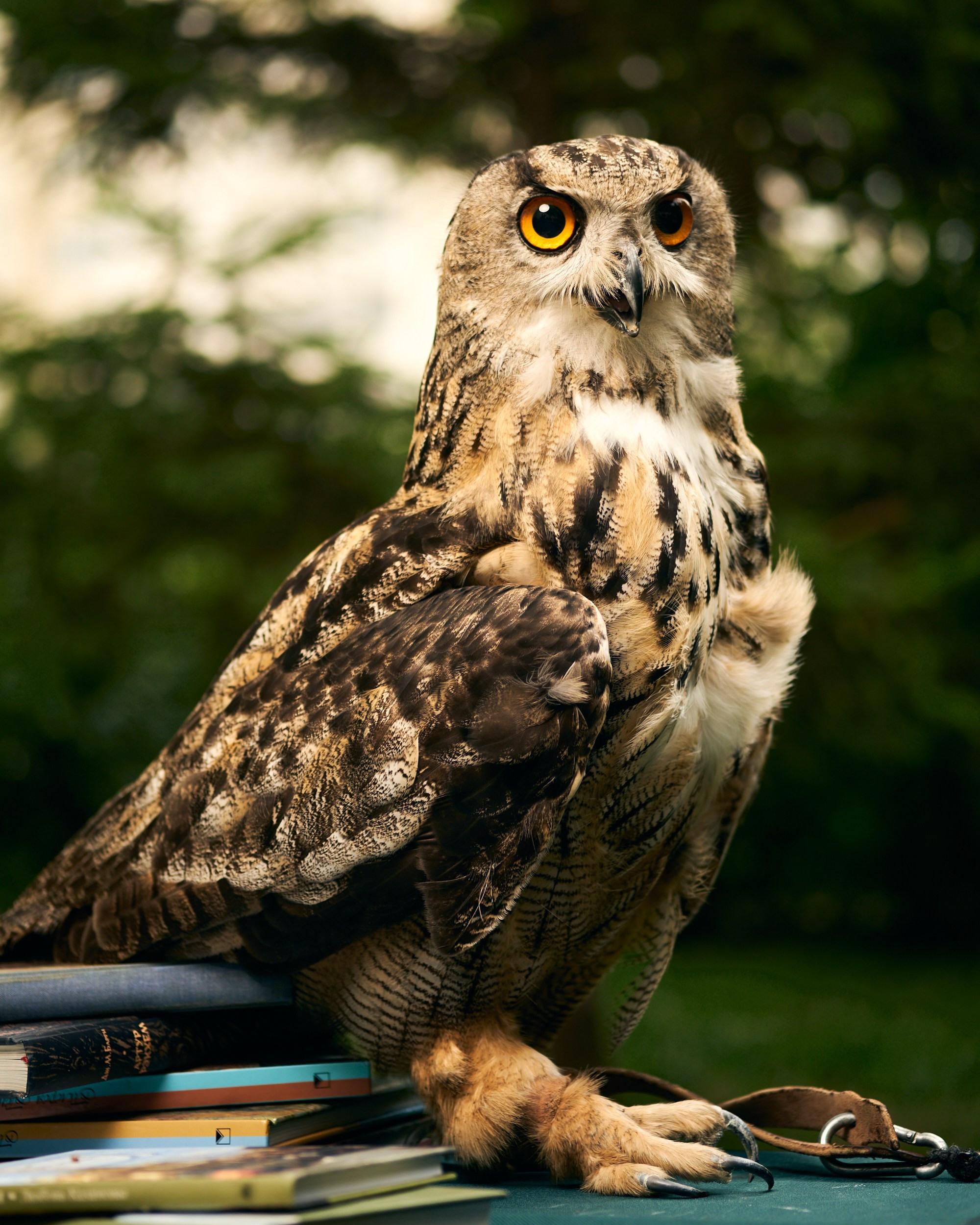 Фотограф животных в Москве и московской области. Профессиональный фотограф в Москве — Максим Дьяконов