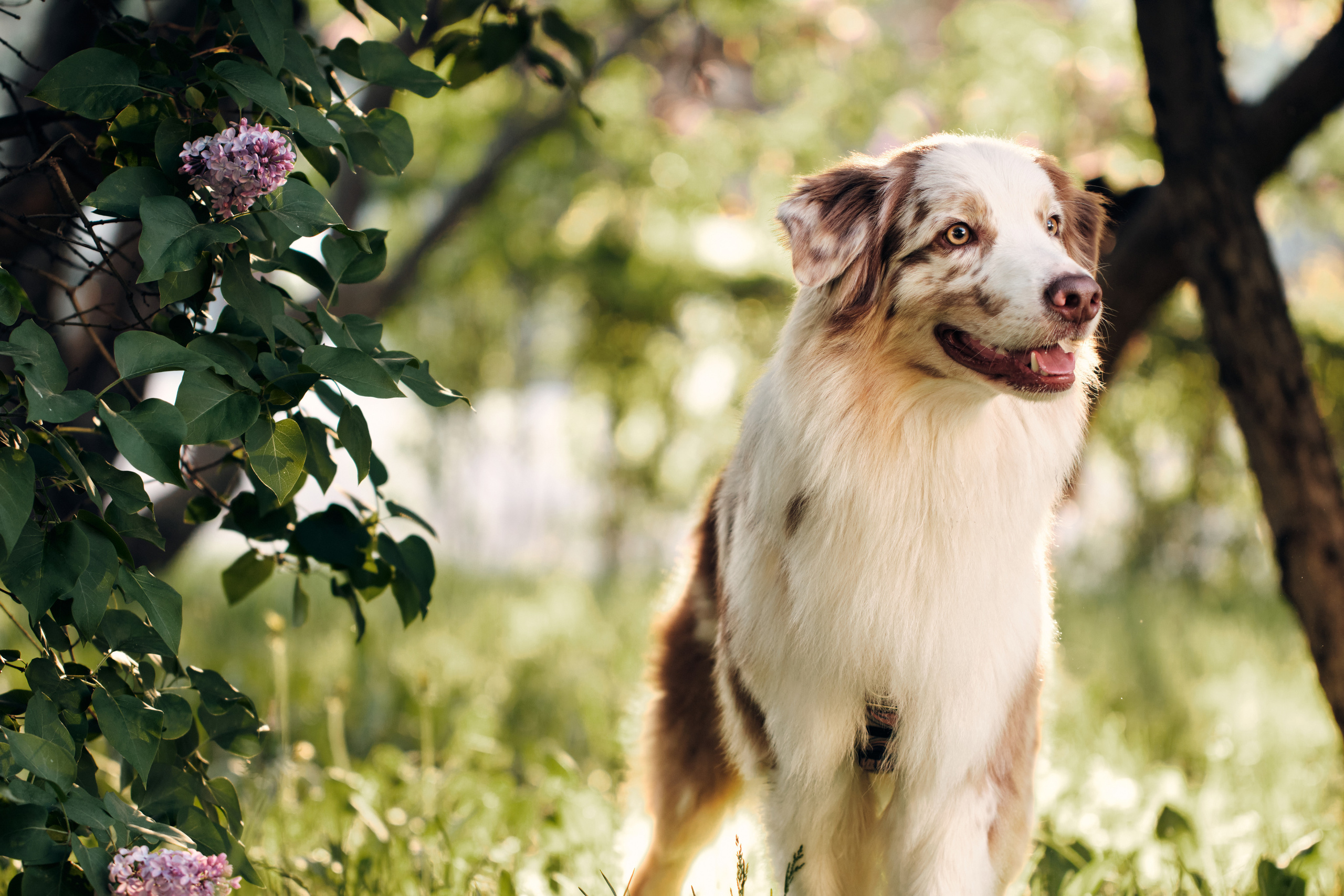 Фотосессия собаки с хозяйкой. Профессиональный фотограф в Москве — Максим Дьяконов