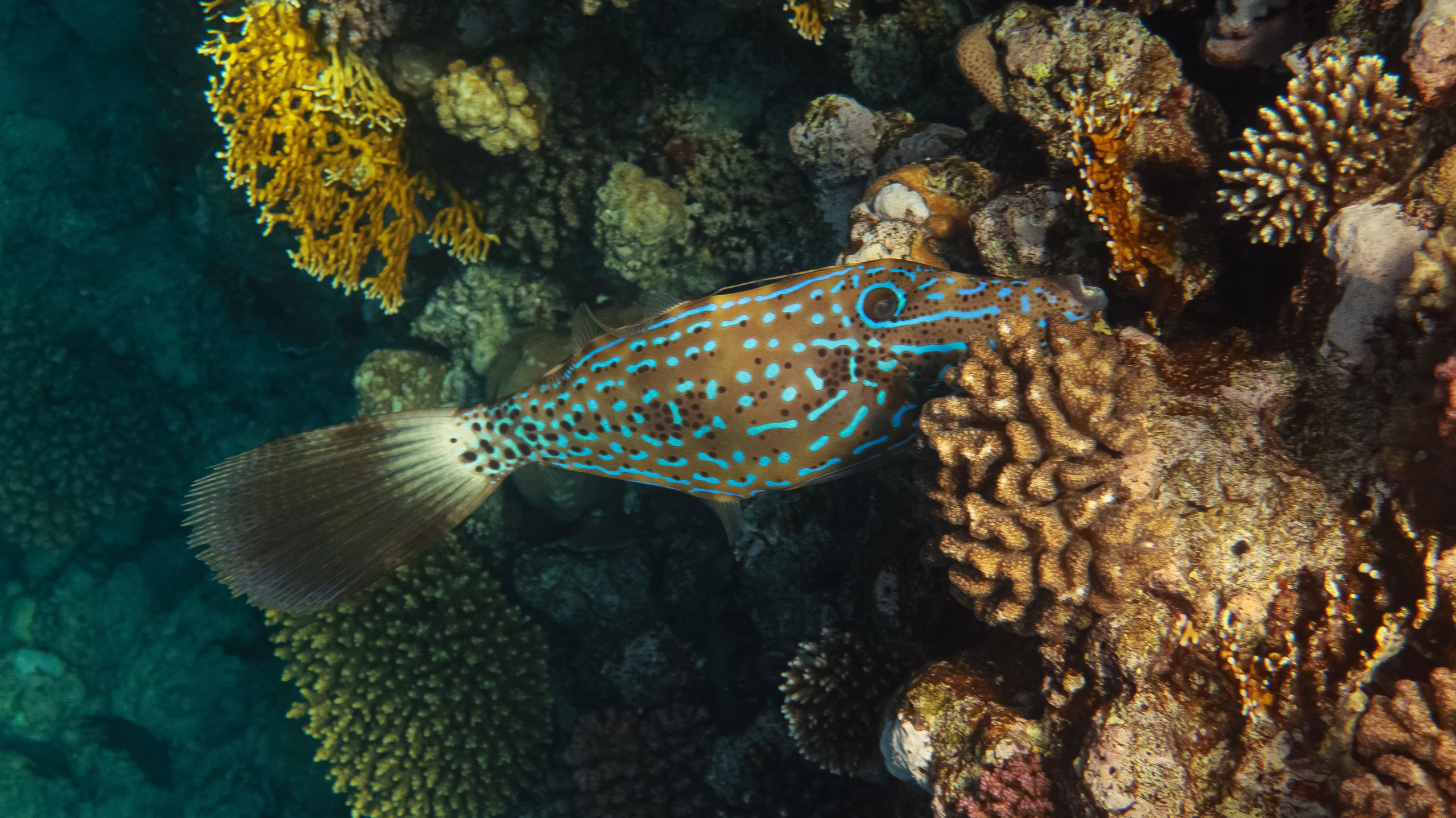 Fish. Фотограф Светлана Голицына