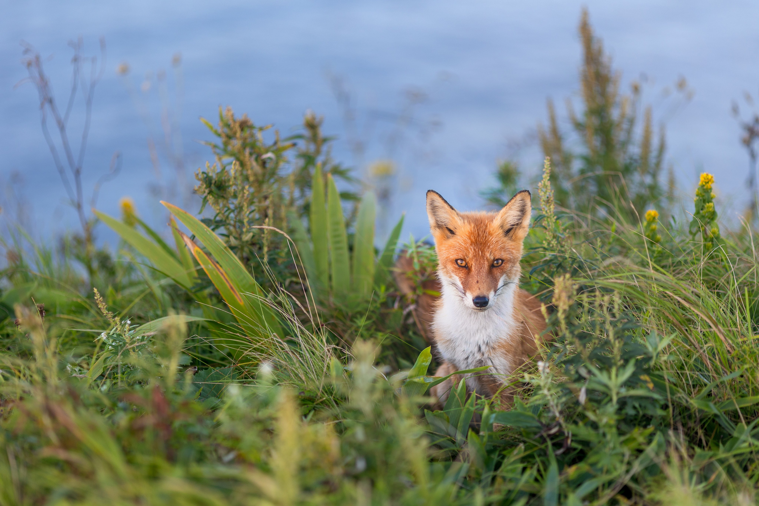 Шикотан. Тревел-фотограф Олег Гуров