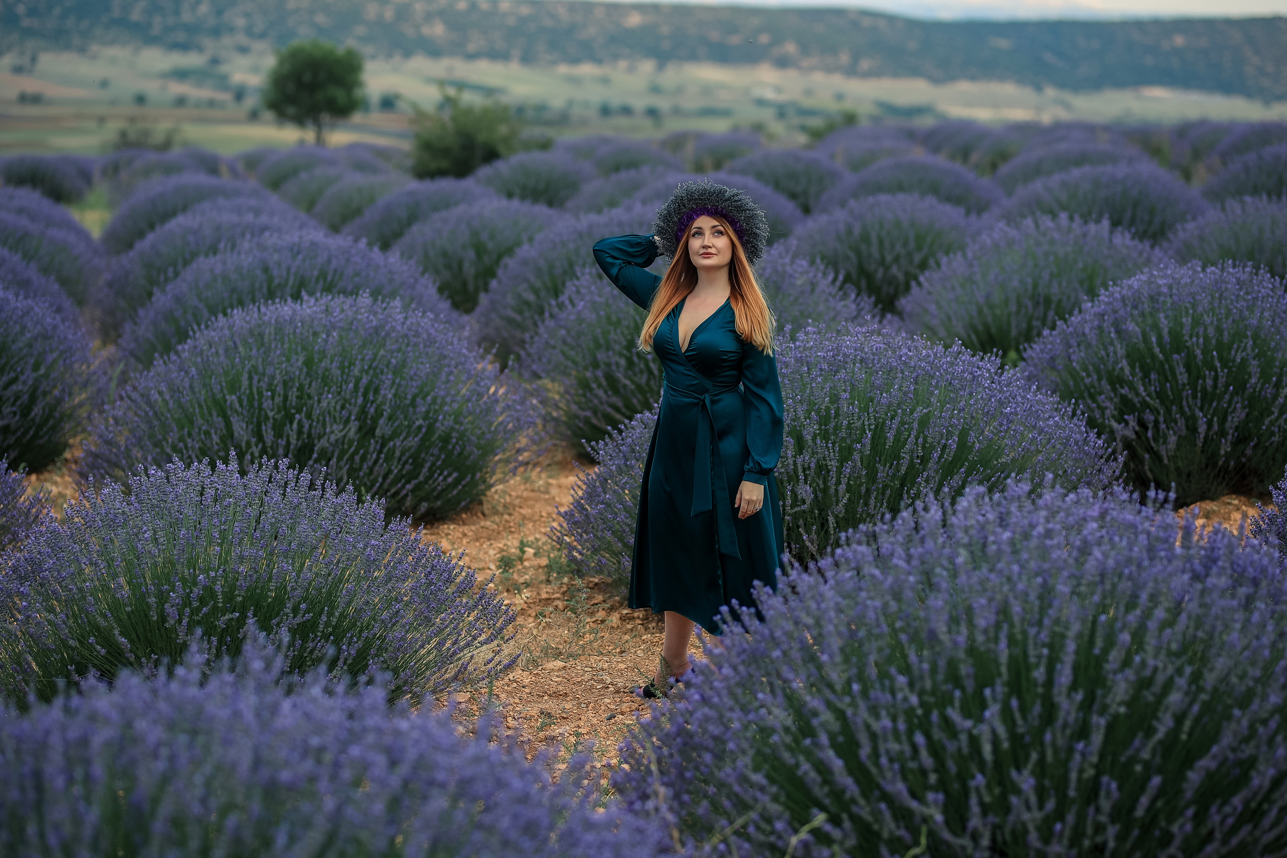Lavender fields in Turkey