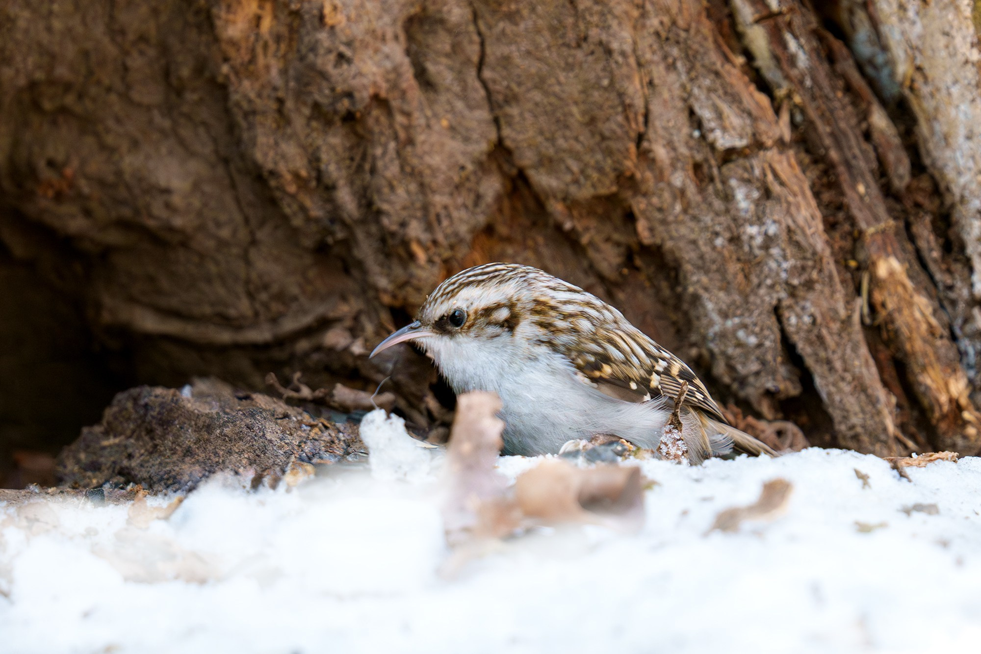Удивительные мир птиц. Вокруг нас столько прекрасного — присмотритесь!. Ваш личный фотограф Марина Волкова