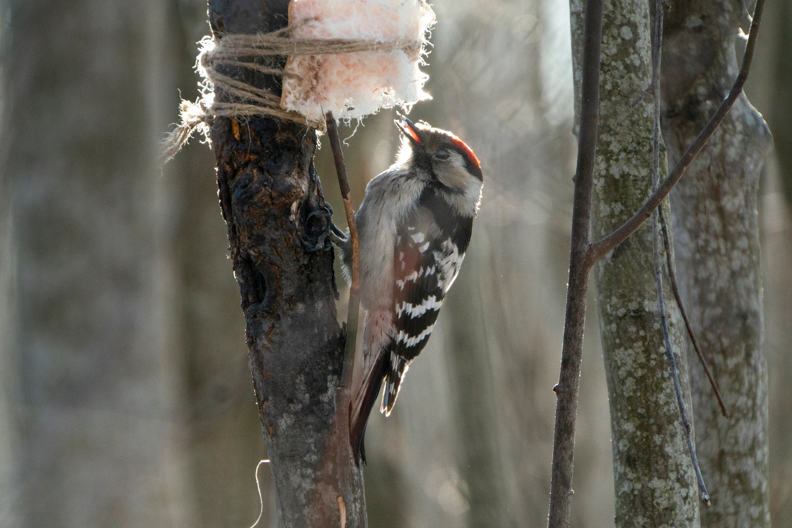 Удивительные мир птиц. Вокруг нас столько прекрасного — присмотритесь!. Ваш личный фотограф Марина Волкова