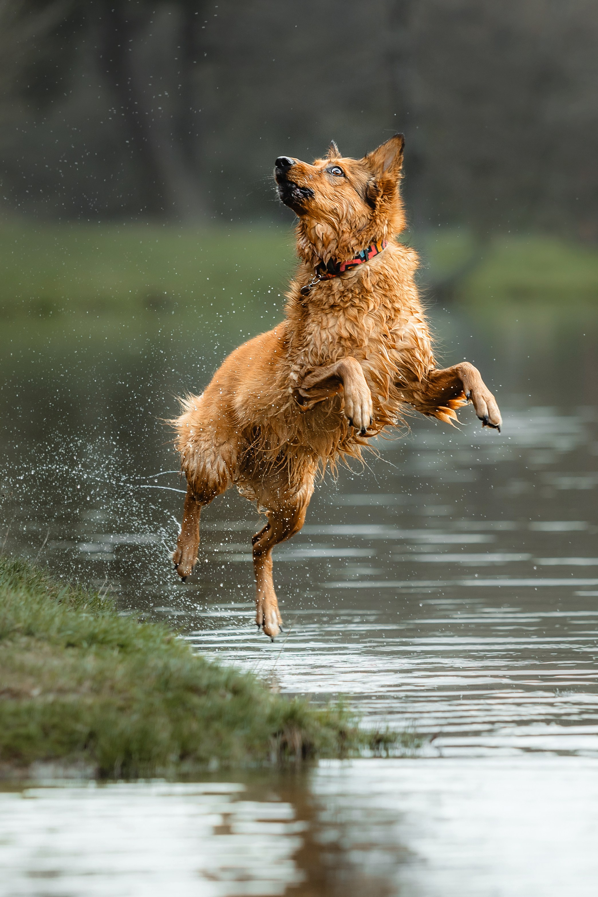 Как я выбираю, на какой объектив снимать животных?