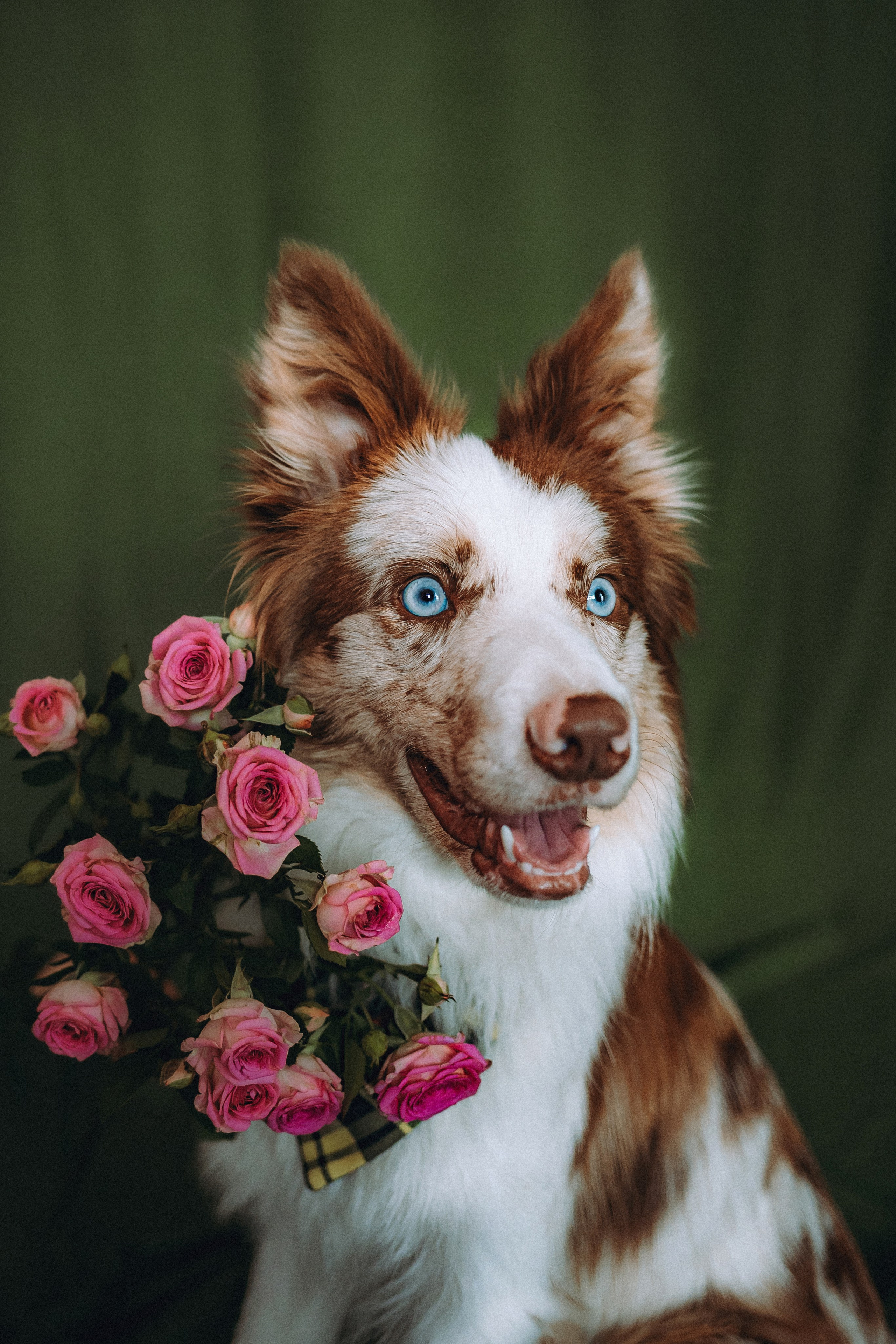 День рождения Айко