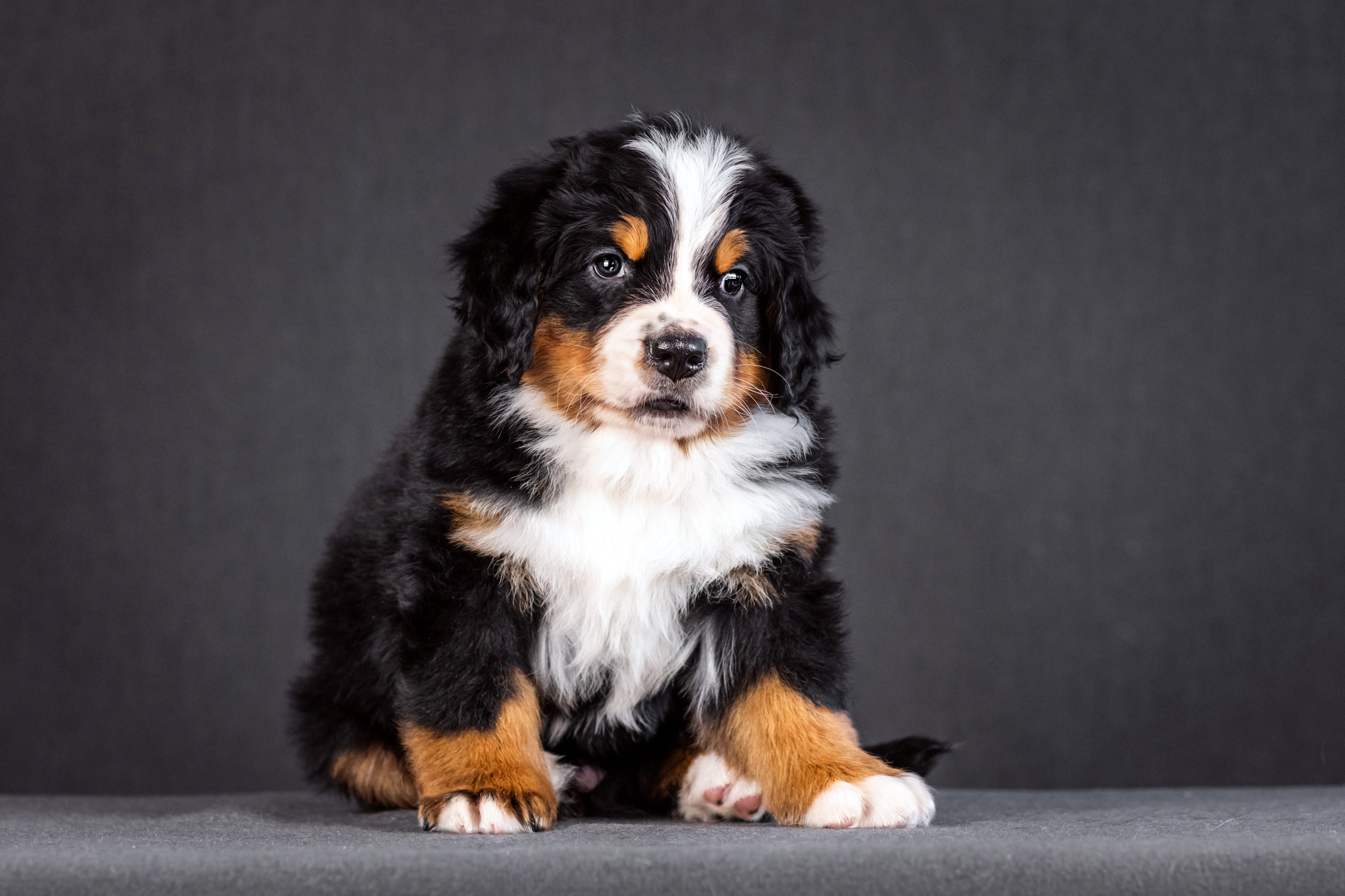 Берны. Фотограф анималист Аня Ливанова | Рыбинск