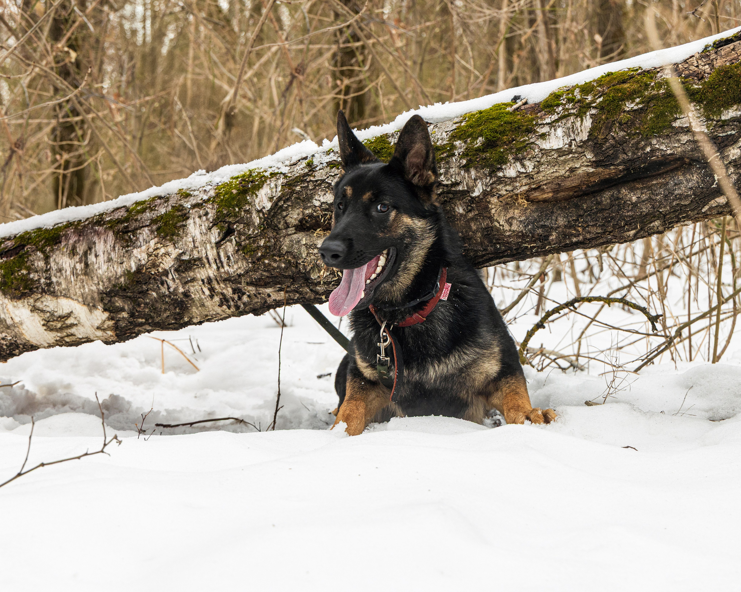 Анна и Рич. Фотограф в Ростове-на-Дону