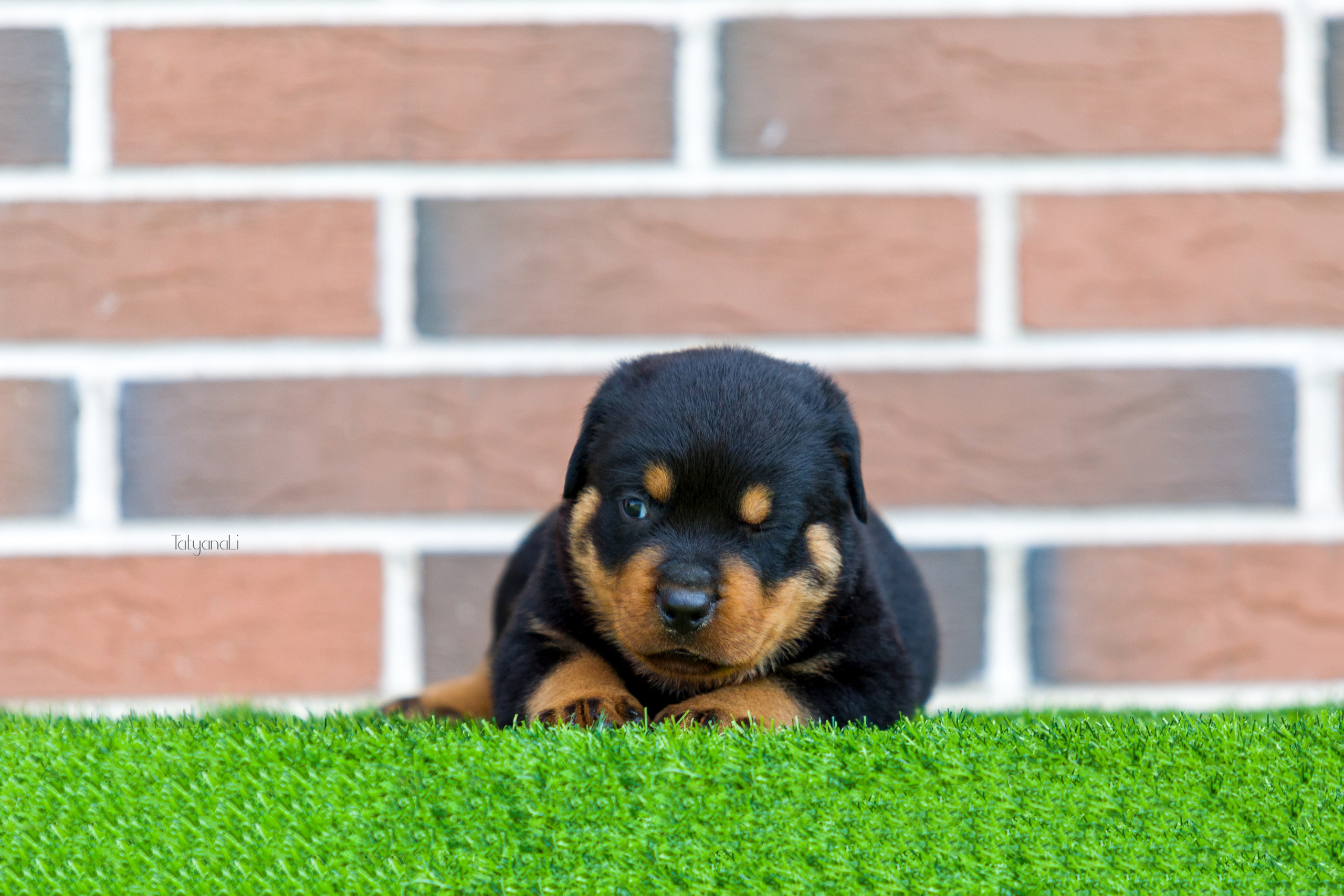 Ротвейлер. Фотограф — анималист Татьяна Ли