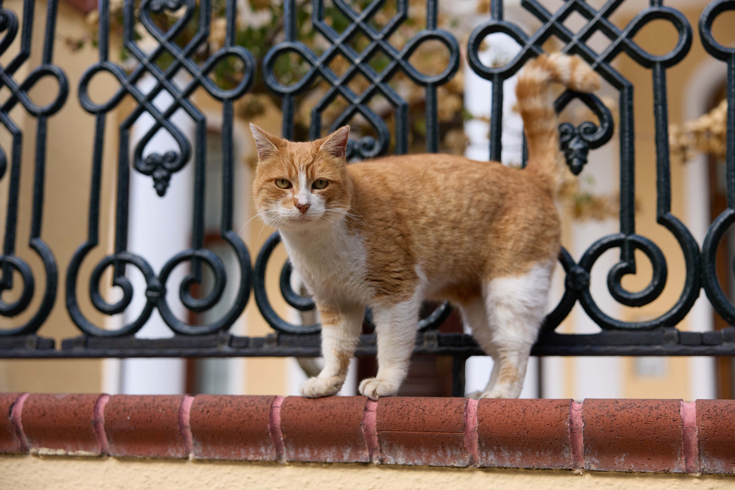 Стамбул 24. Фотограф Москва, Дима Пеллер