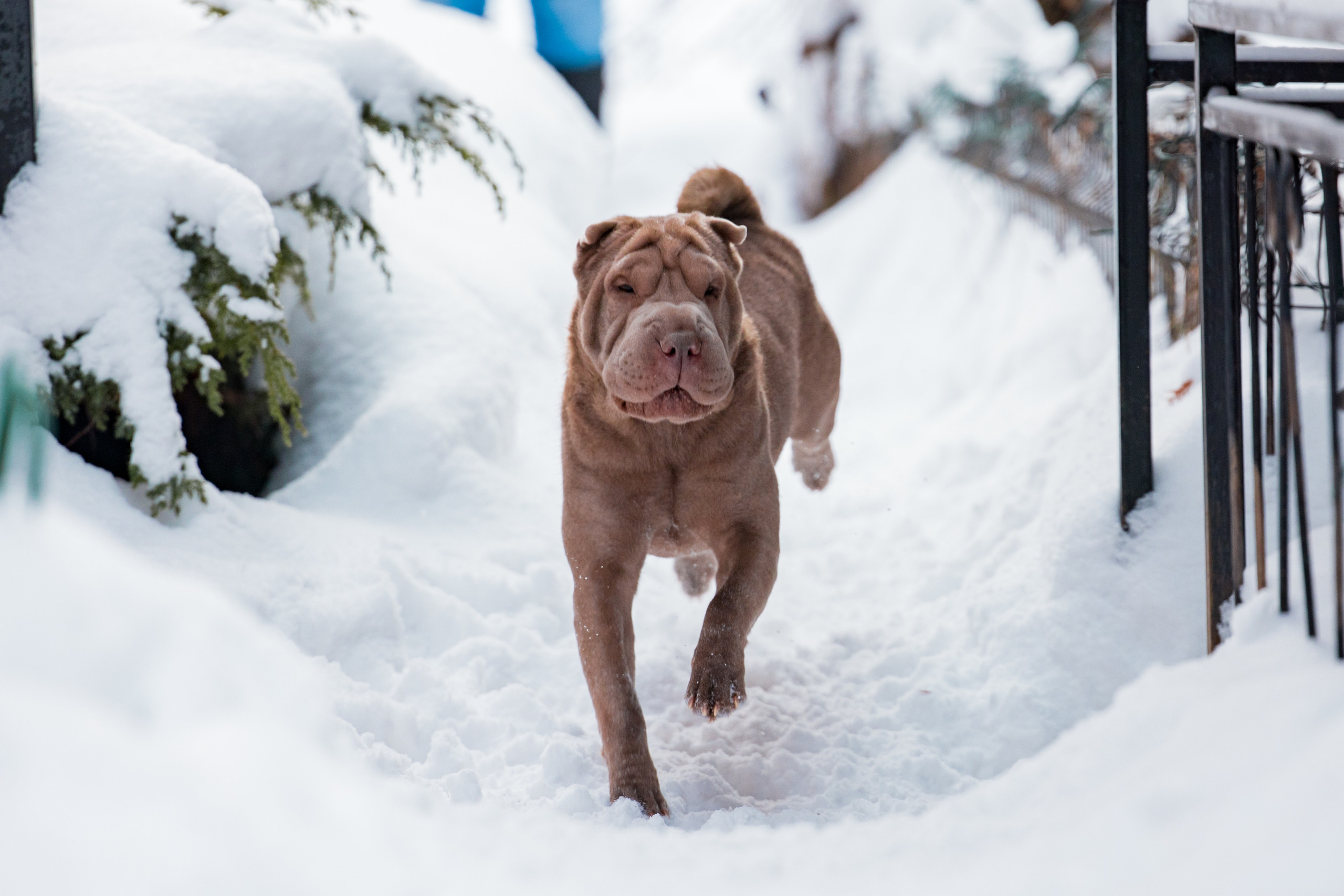 В гостях у шарпеев 16.01.2024. Фотограф-анималист Юлия Германика